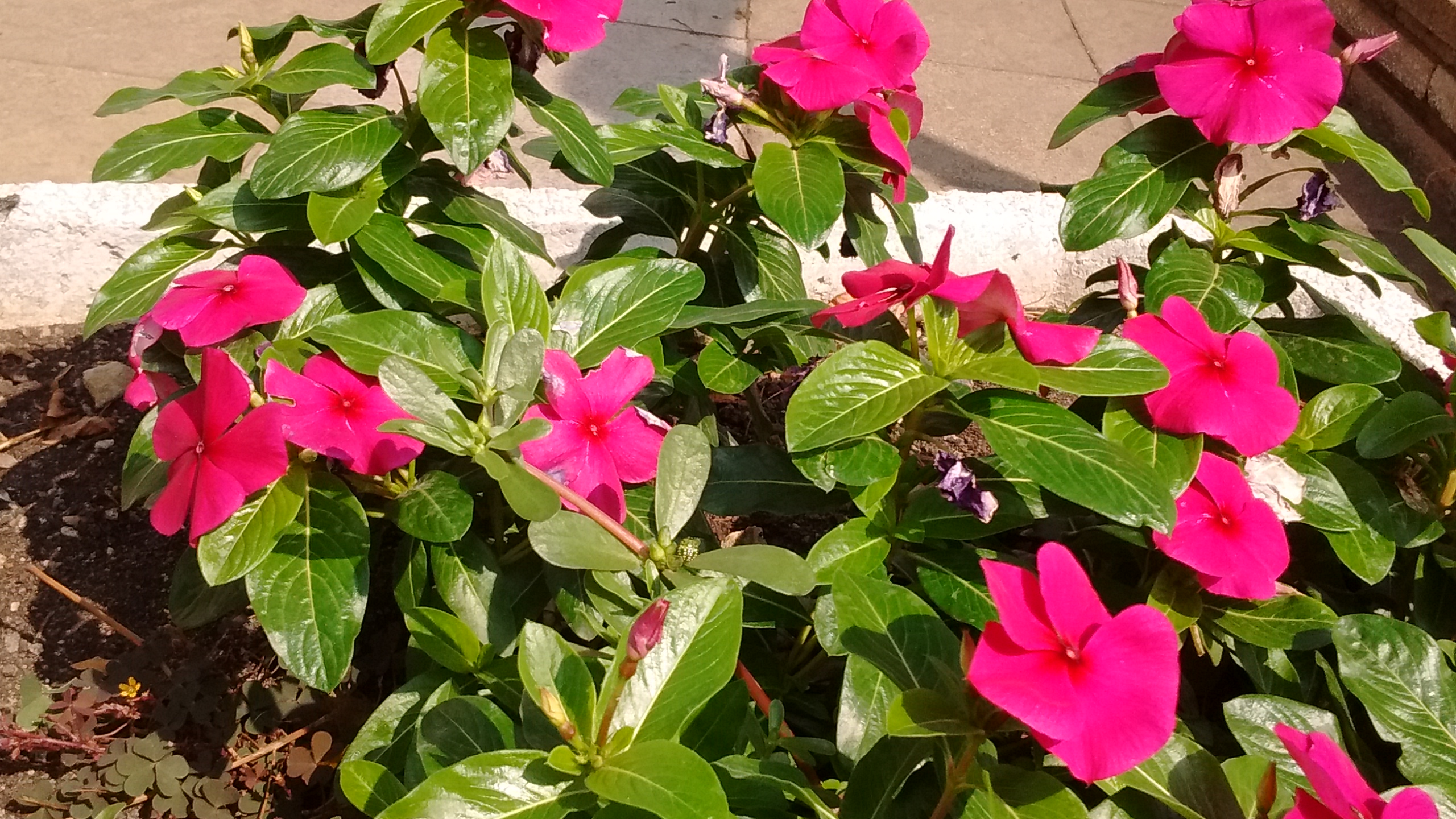 IMG_20180908_121332775.jpg