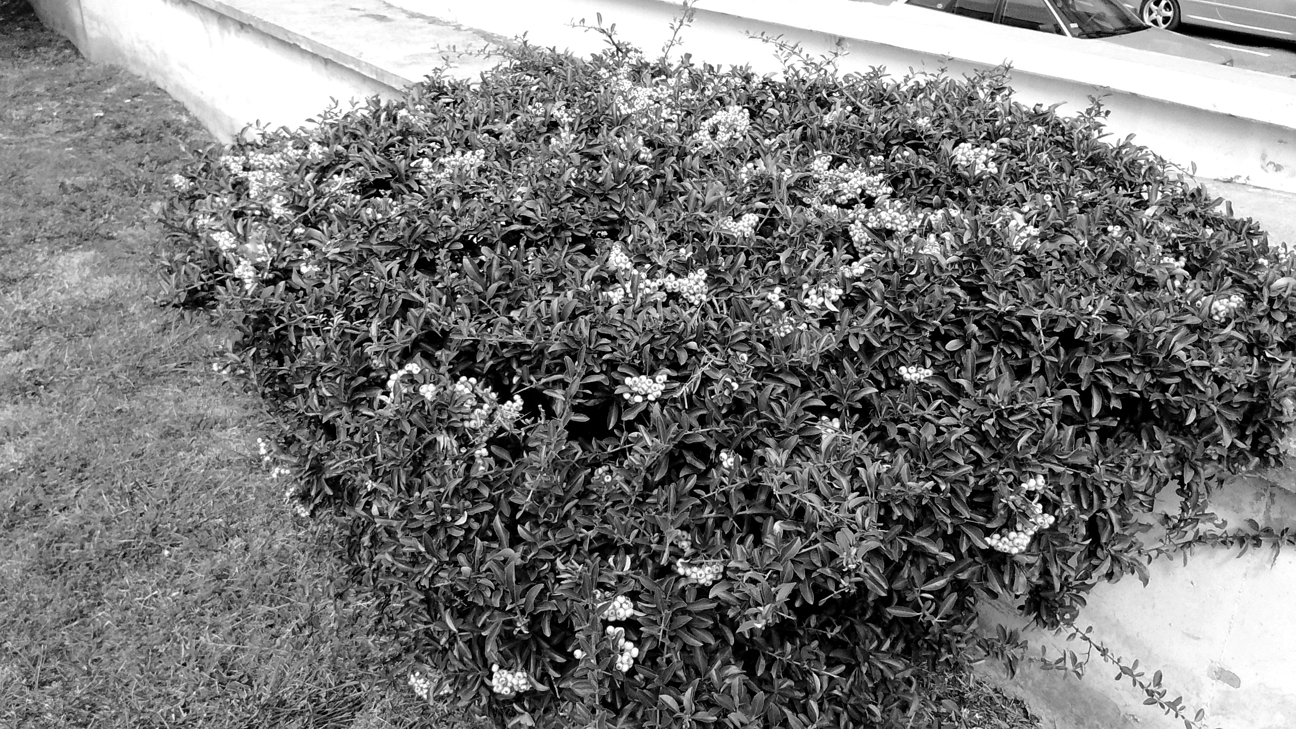IMG_20180908_114917131wh Copy.jpg