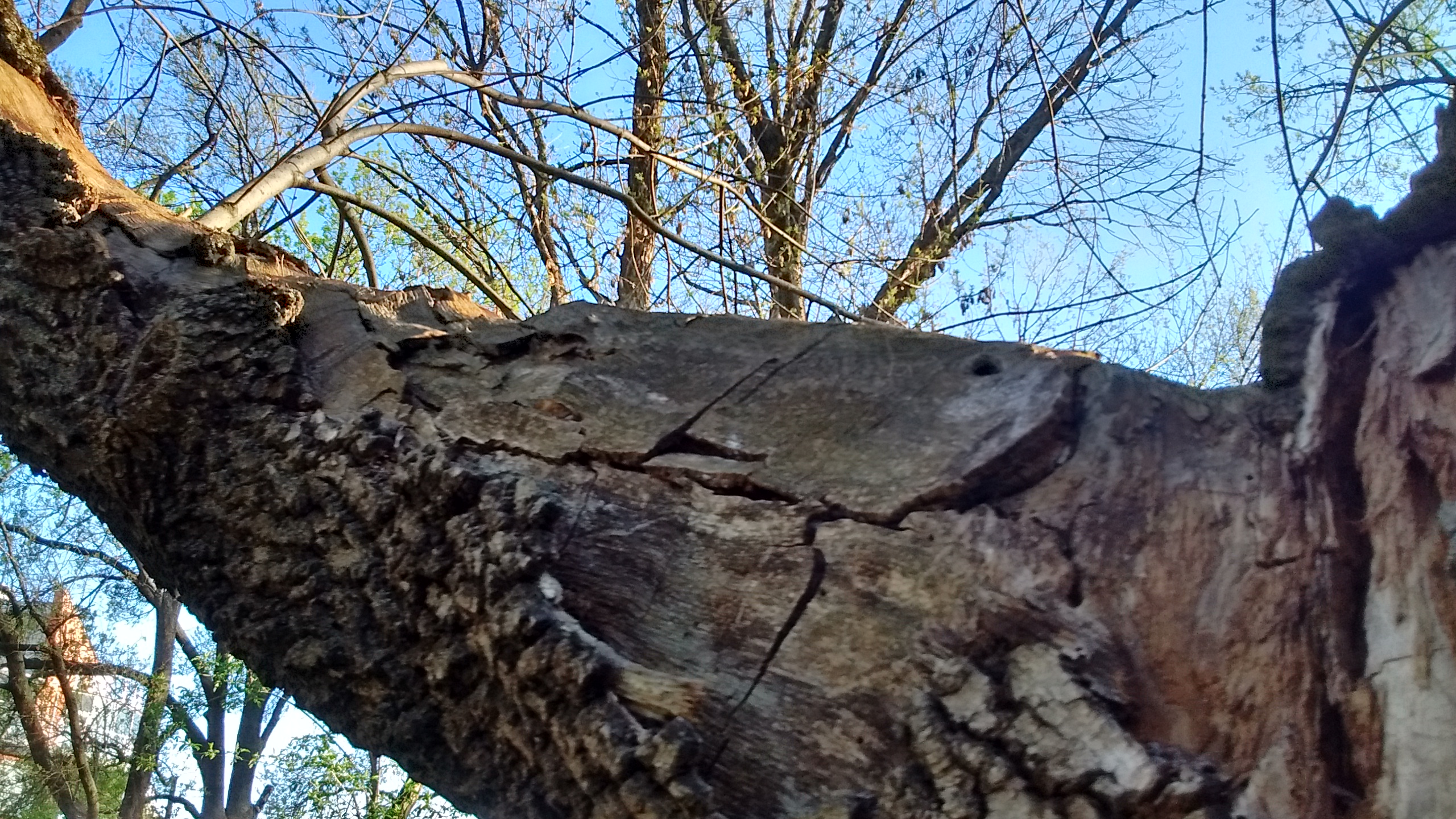 IMG_20190417_080830771_HDR.jpg