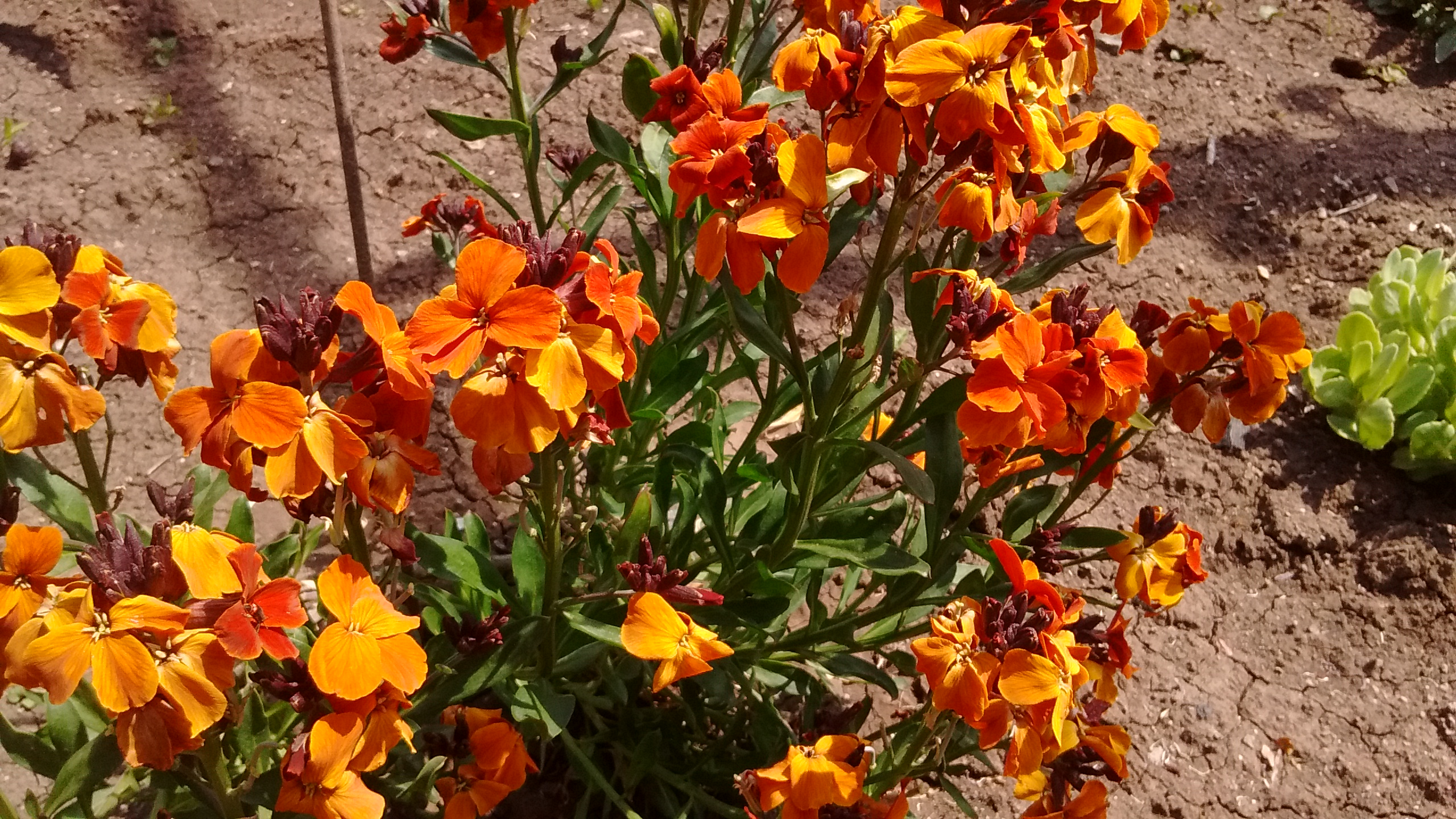 IMG_20190427_123235469.jpg