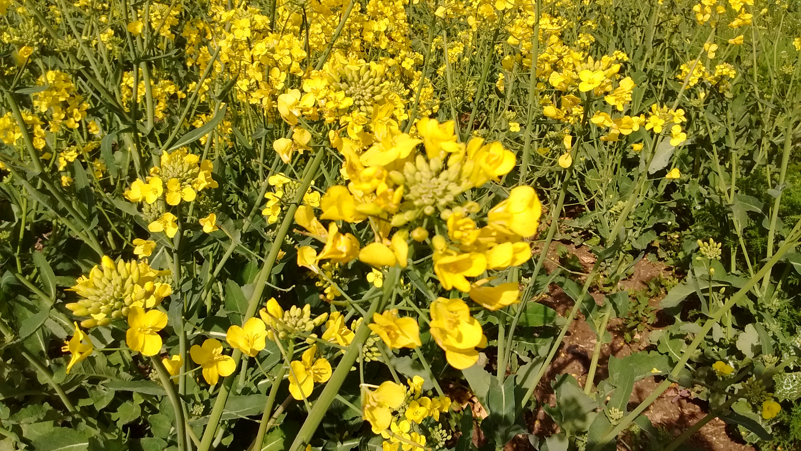 IMG_20190427_101338374.jpg