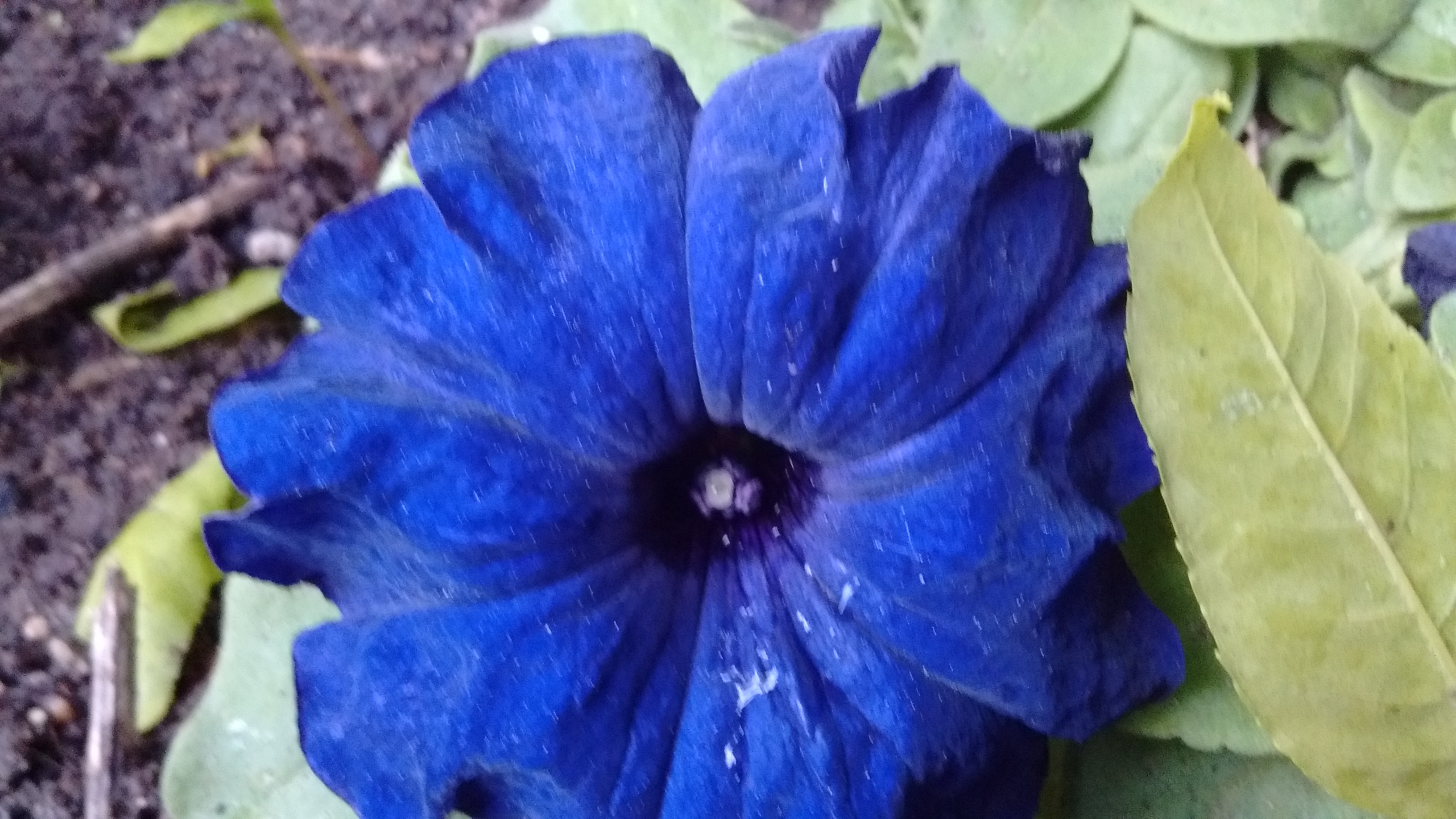 IMG_20190518_081305016.jpg
