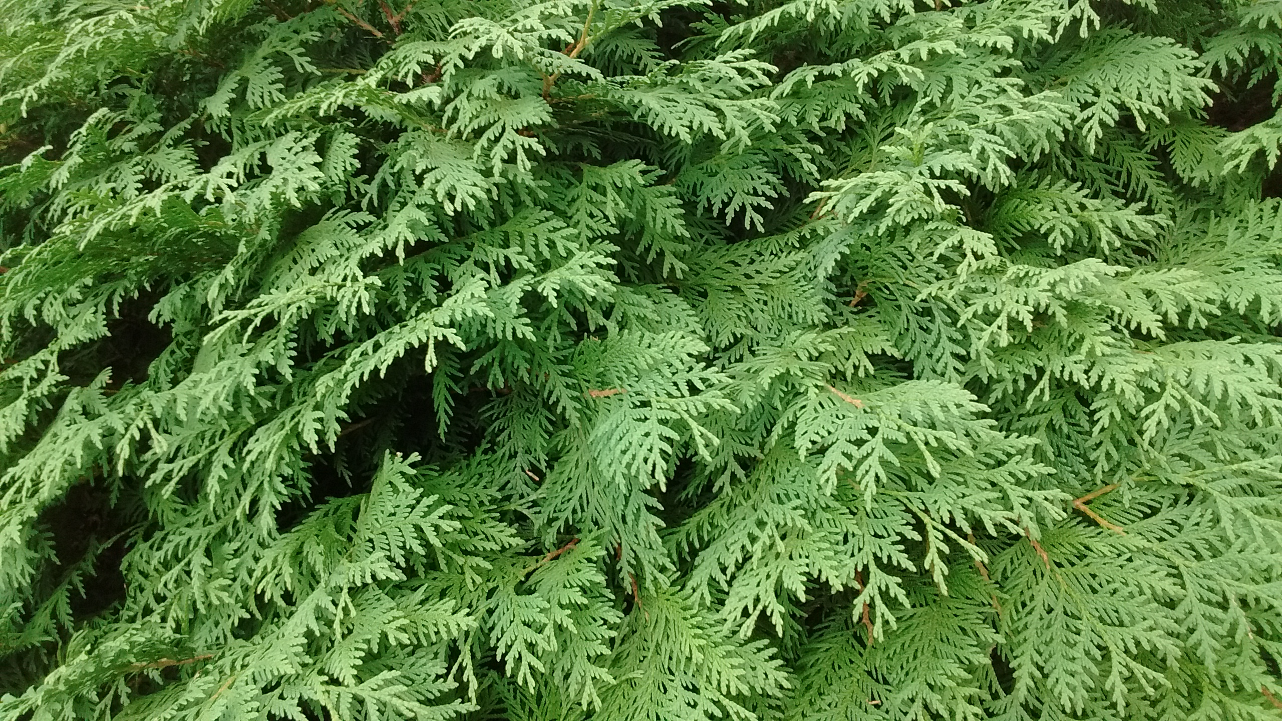 IMG_20180816_150628229.jpg