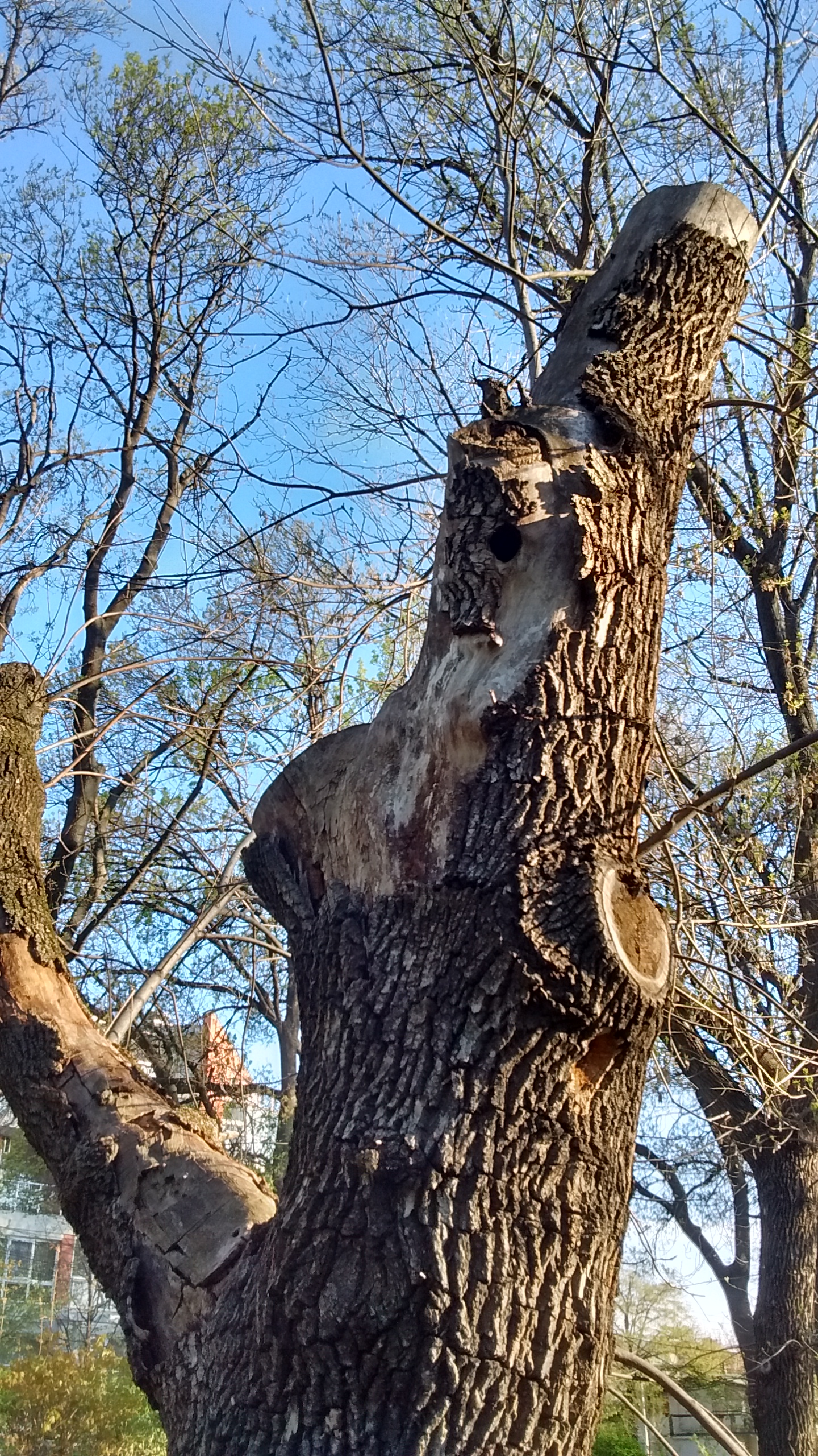 IMG_20190417_080741324_HDR.jpg