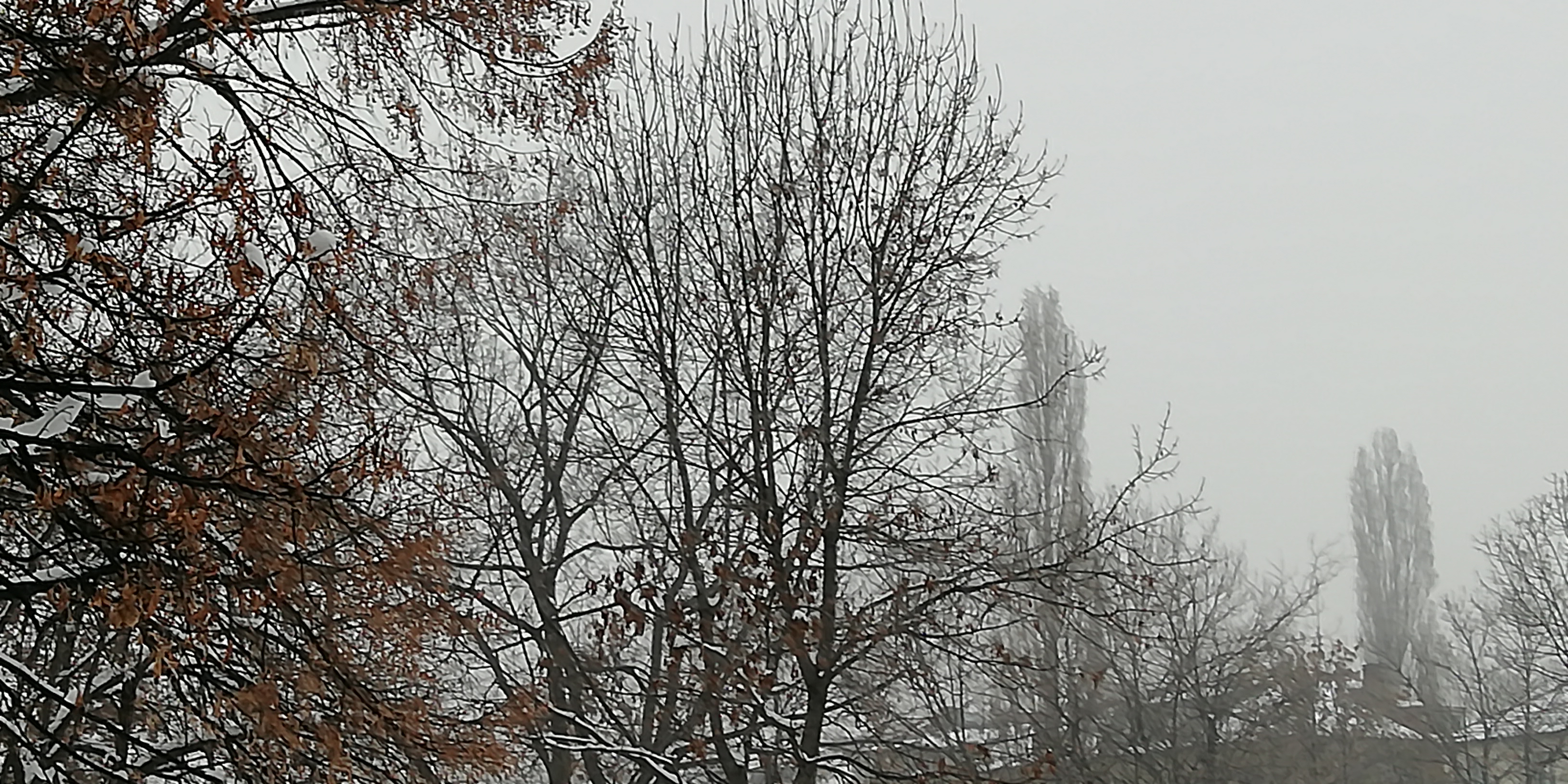 IMG_20181220_085237.jpg