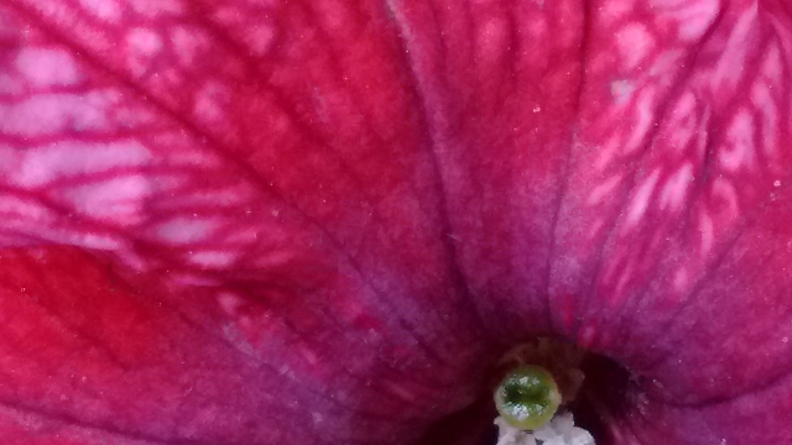 IMG_20190518_081237822.jpg
