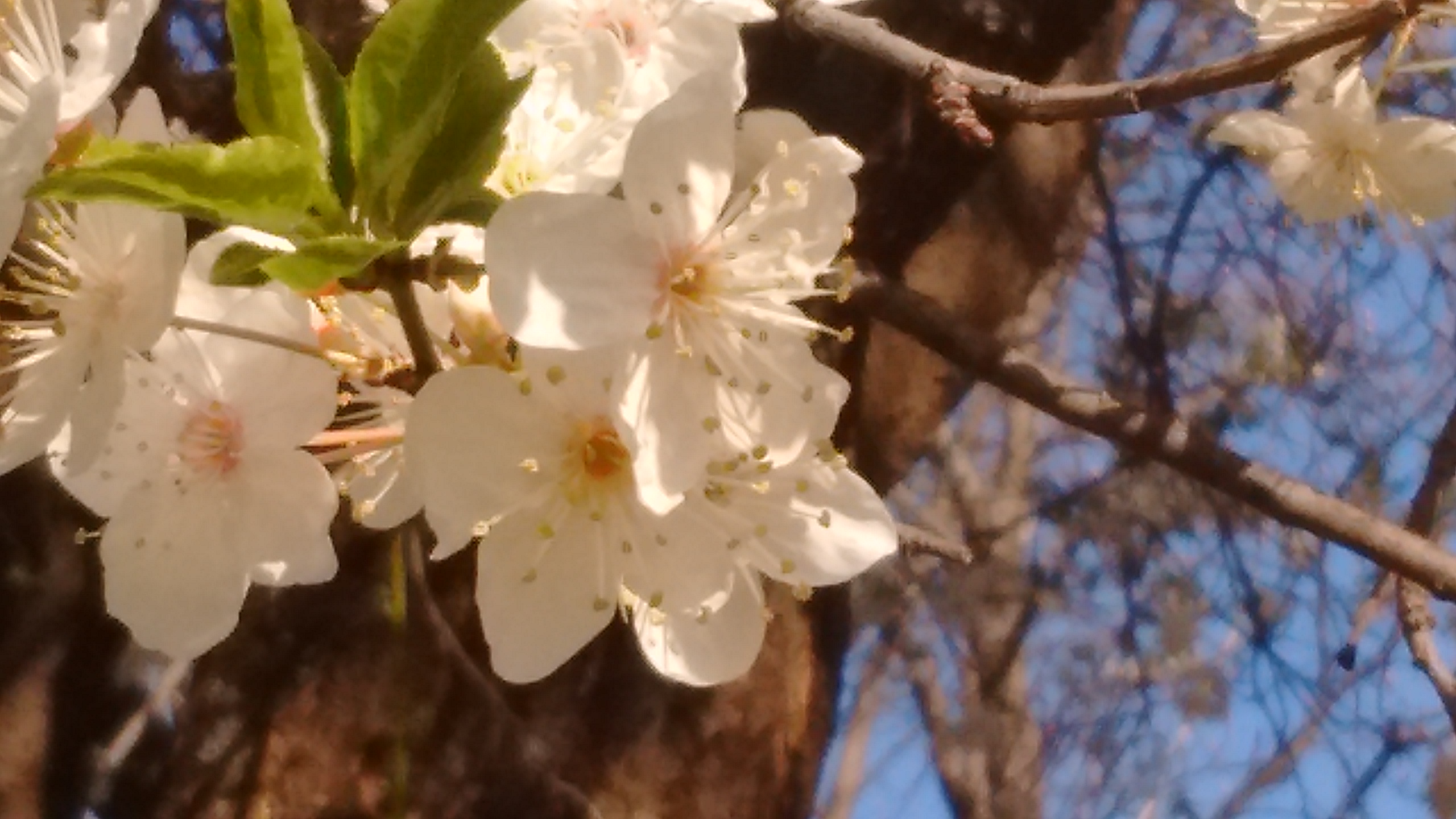IMG_20190329_081405561.jpg