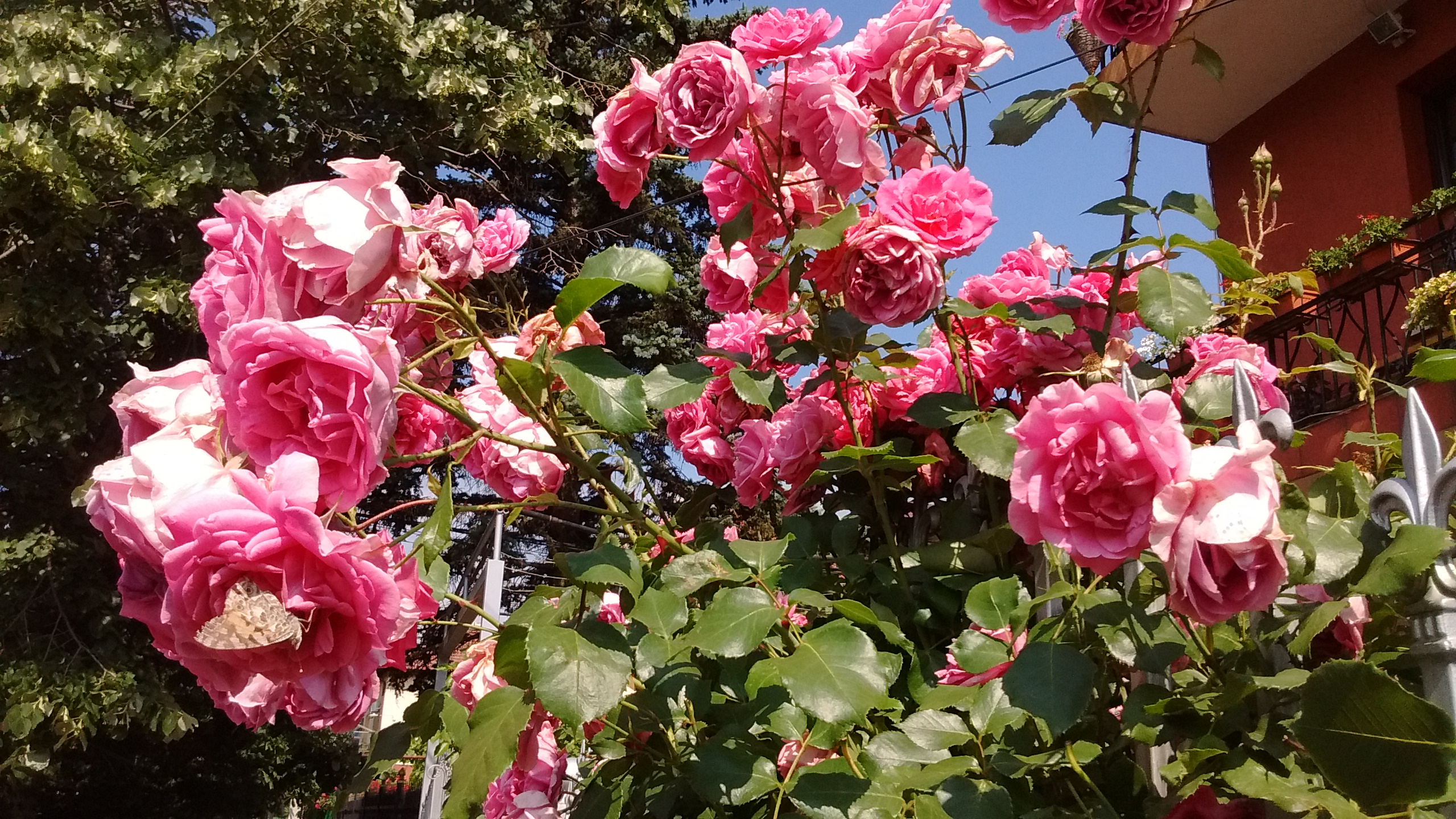 IMG_20190617_103258312.jpg