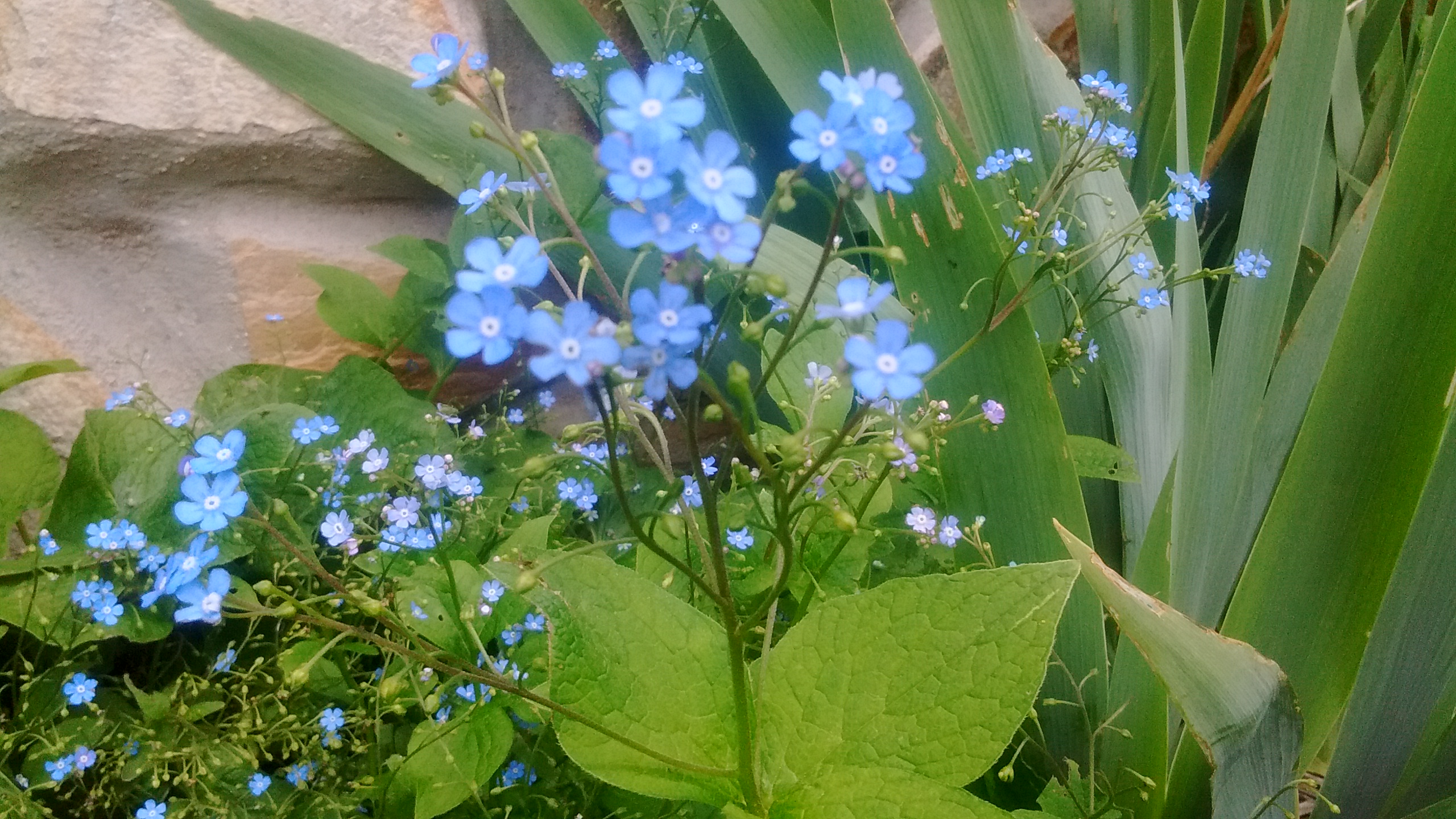 IMG_20190525_131800610.jpg