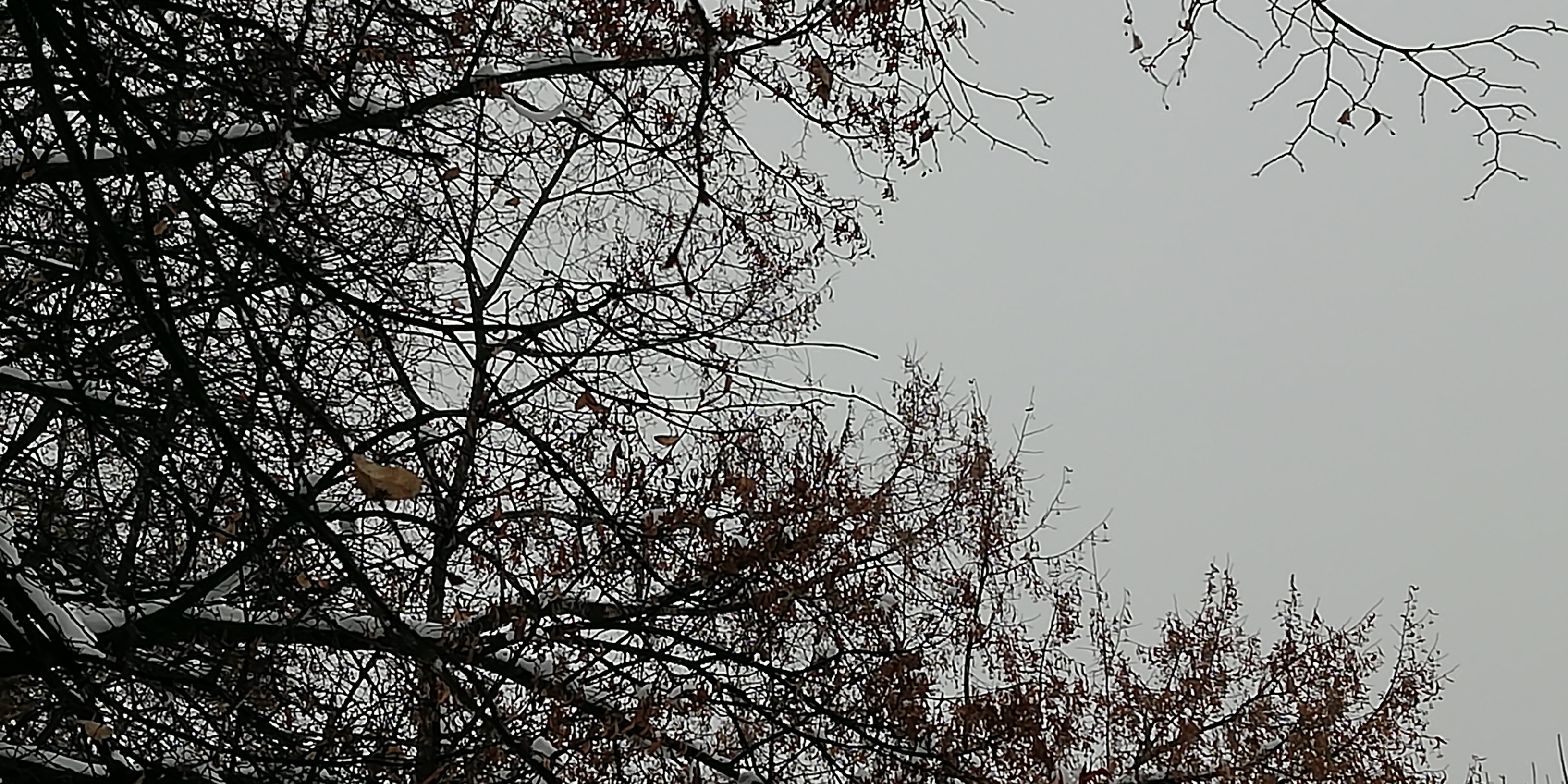 IMG_20181220_085242.jpg