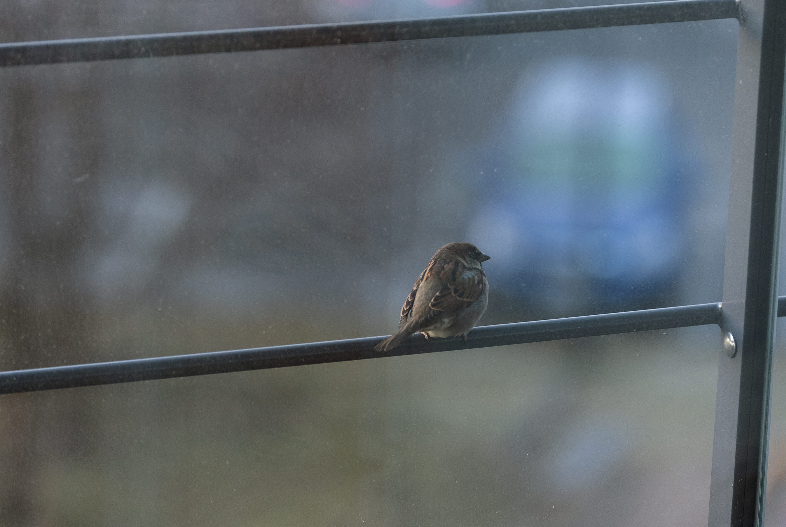 birdy.jpg
