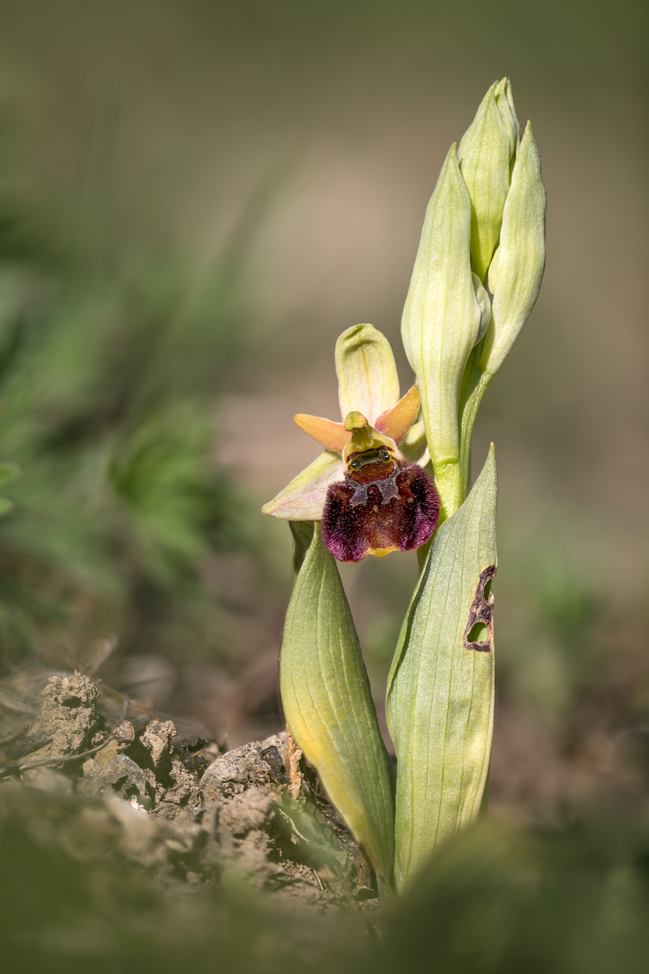 HummelRagwurz Ophrys holoserica_CI4A004611_HF3BF.jpg