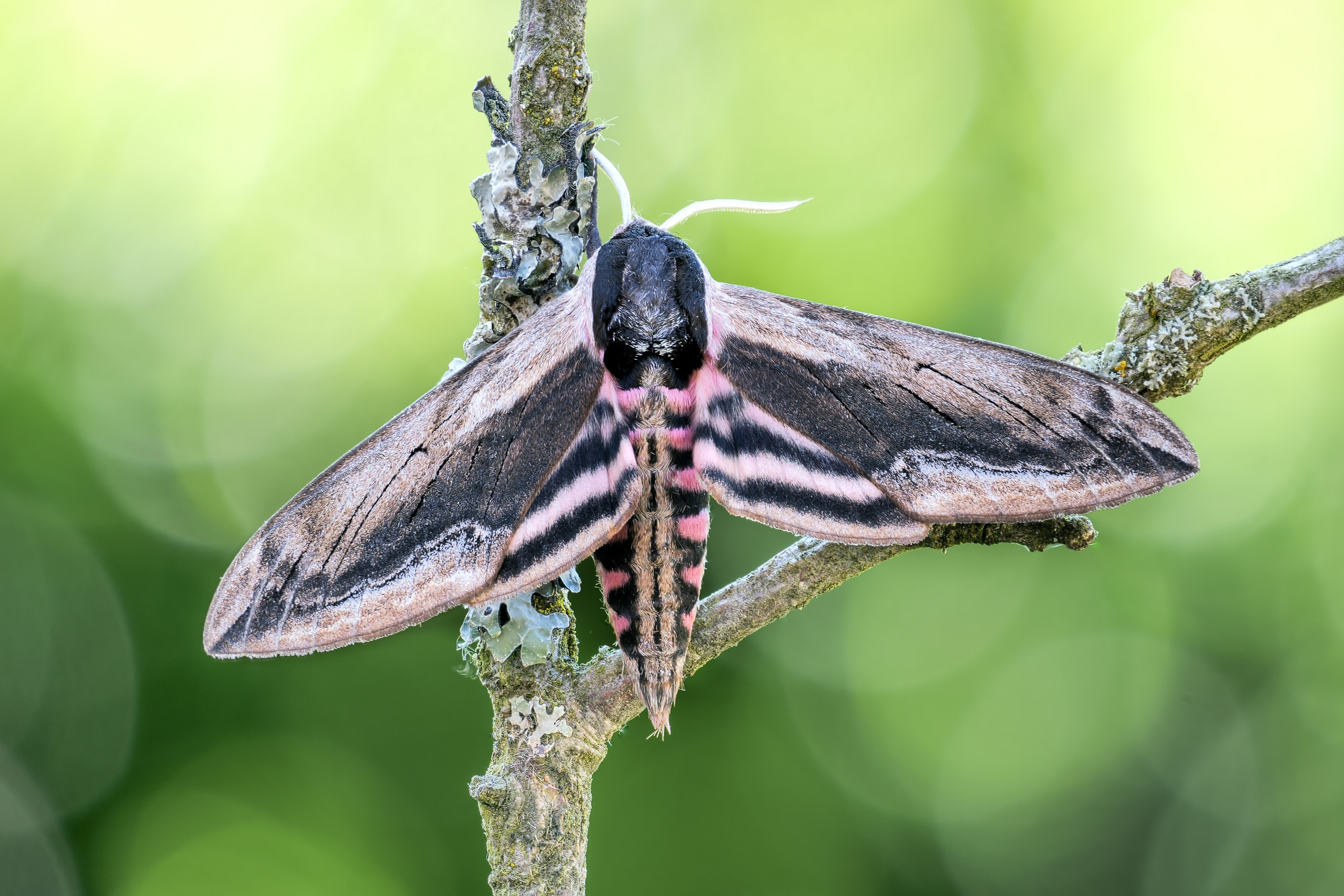 Ligusterschwärmer Sphinx ligustri_P1119546_0040_HF.jpg