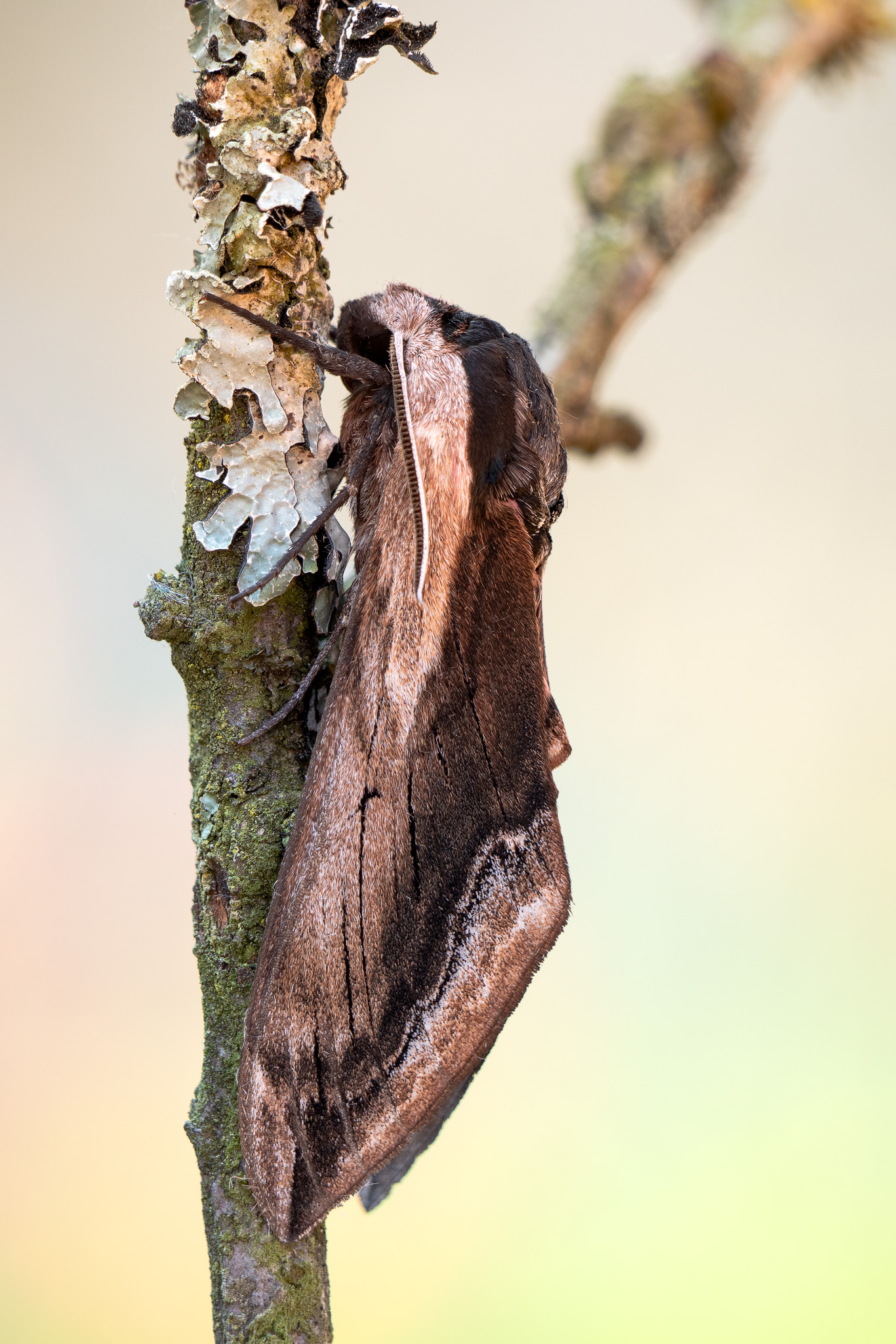 Ligusterschwärmer Sphinx ligustri_P1119526.jpg
