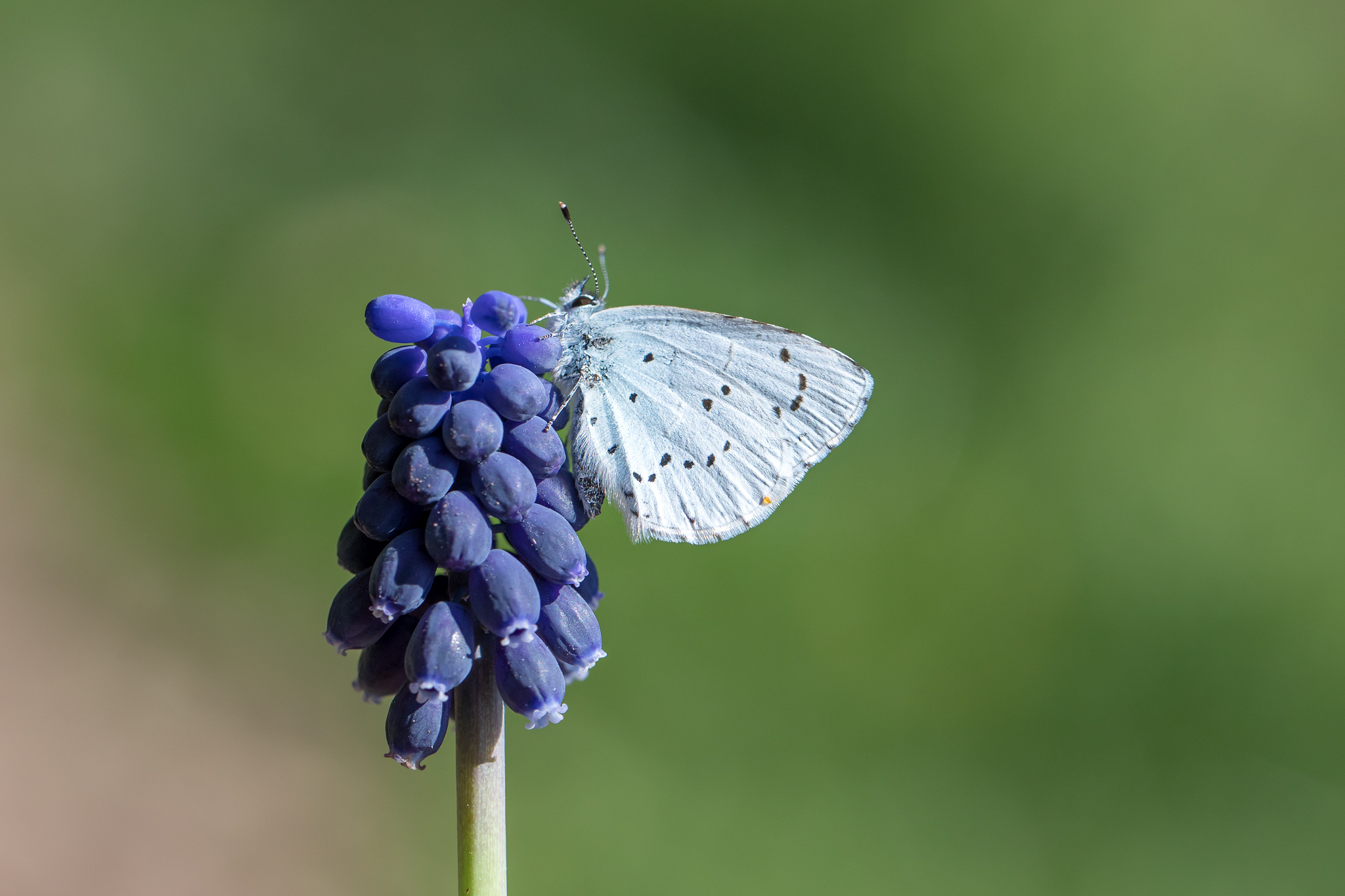 FaulbaumBläuling Celastrina argiolus_CI4A9536BF.jpg