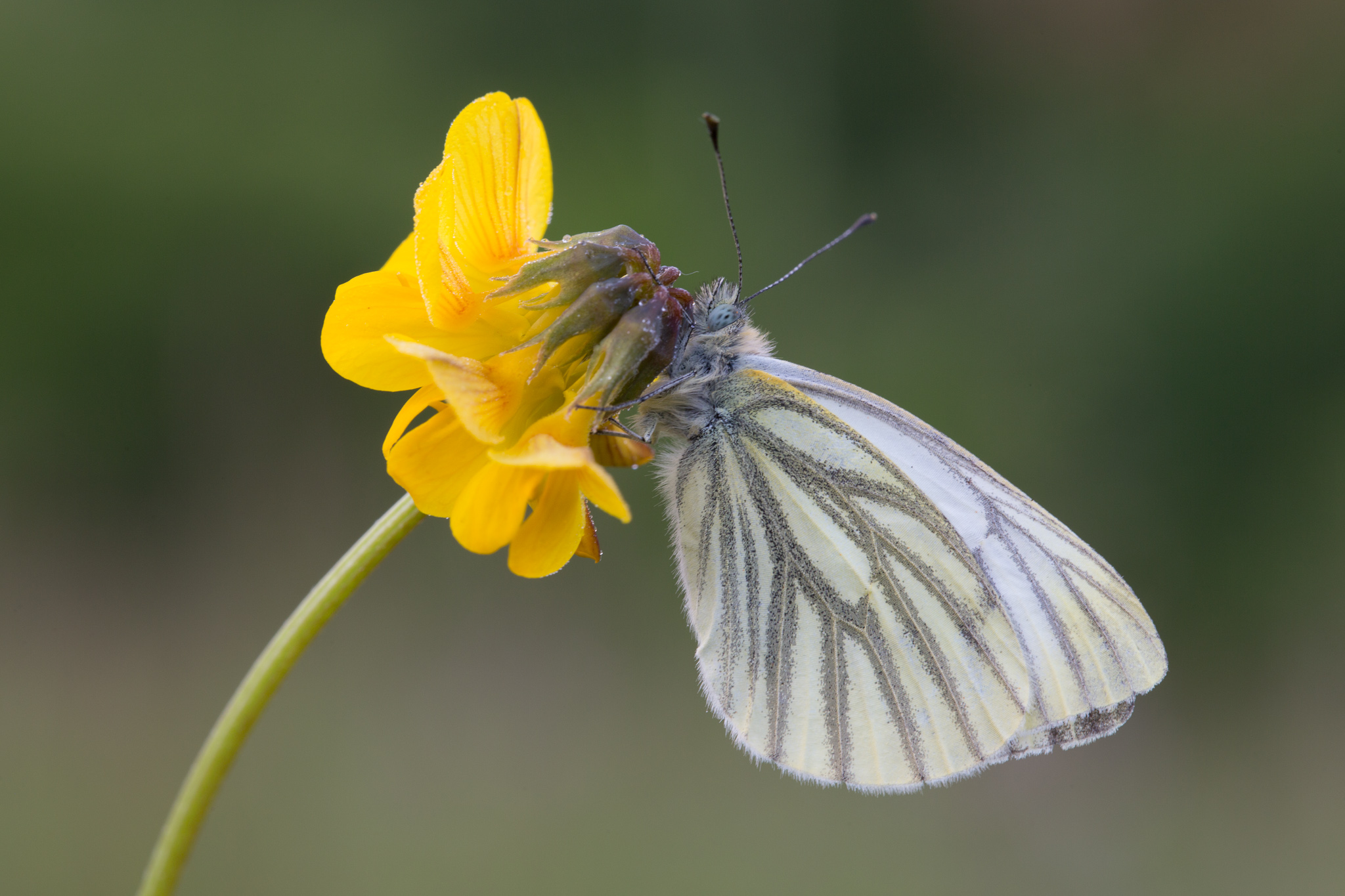 Rapsweißling Pieris napi_Q22A3909.jpg