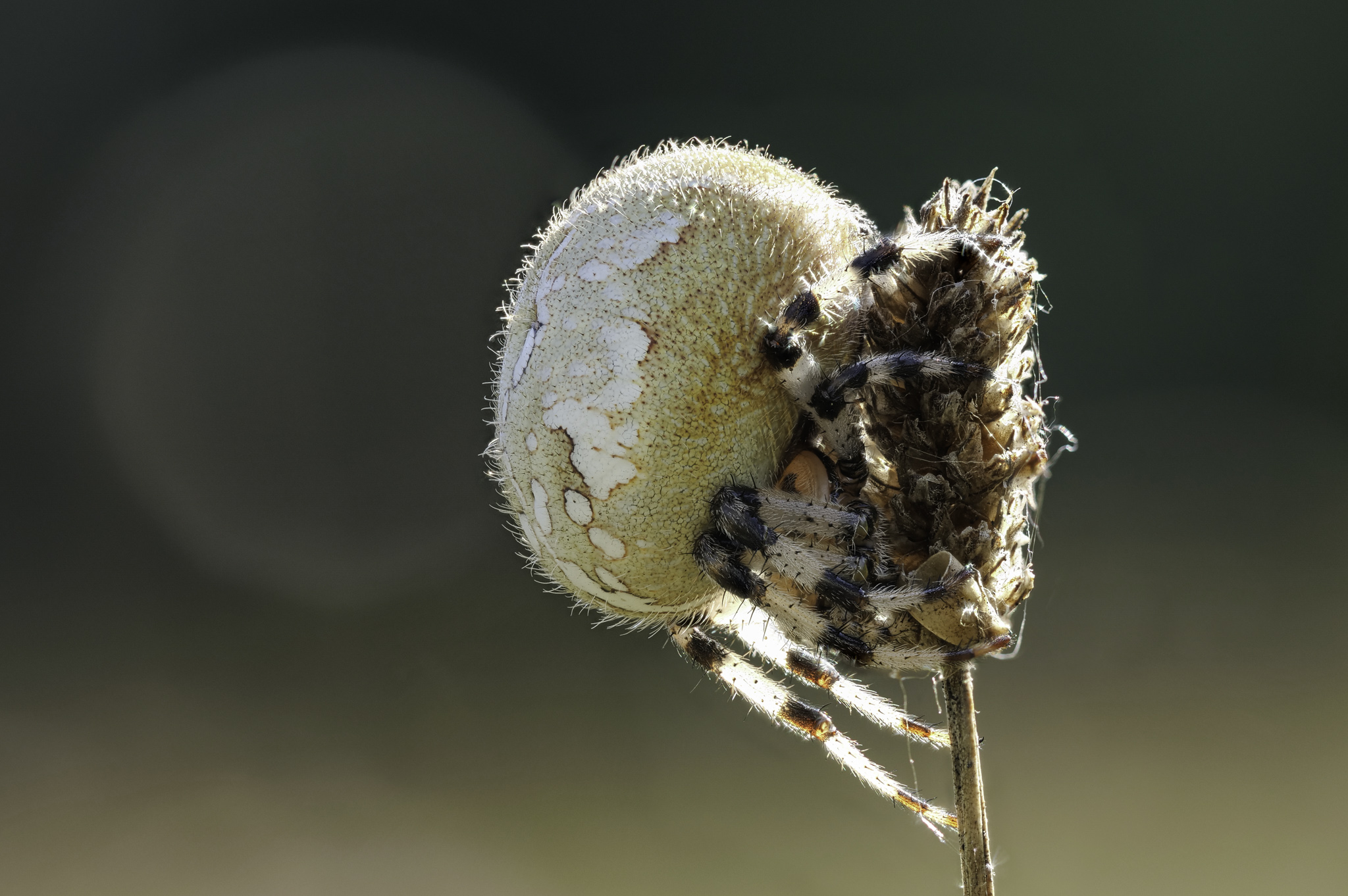 [VierfleckKreuzspinne Araneus quadratus_P1326498_HF.jpg
