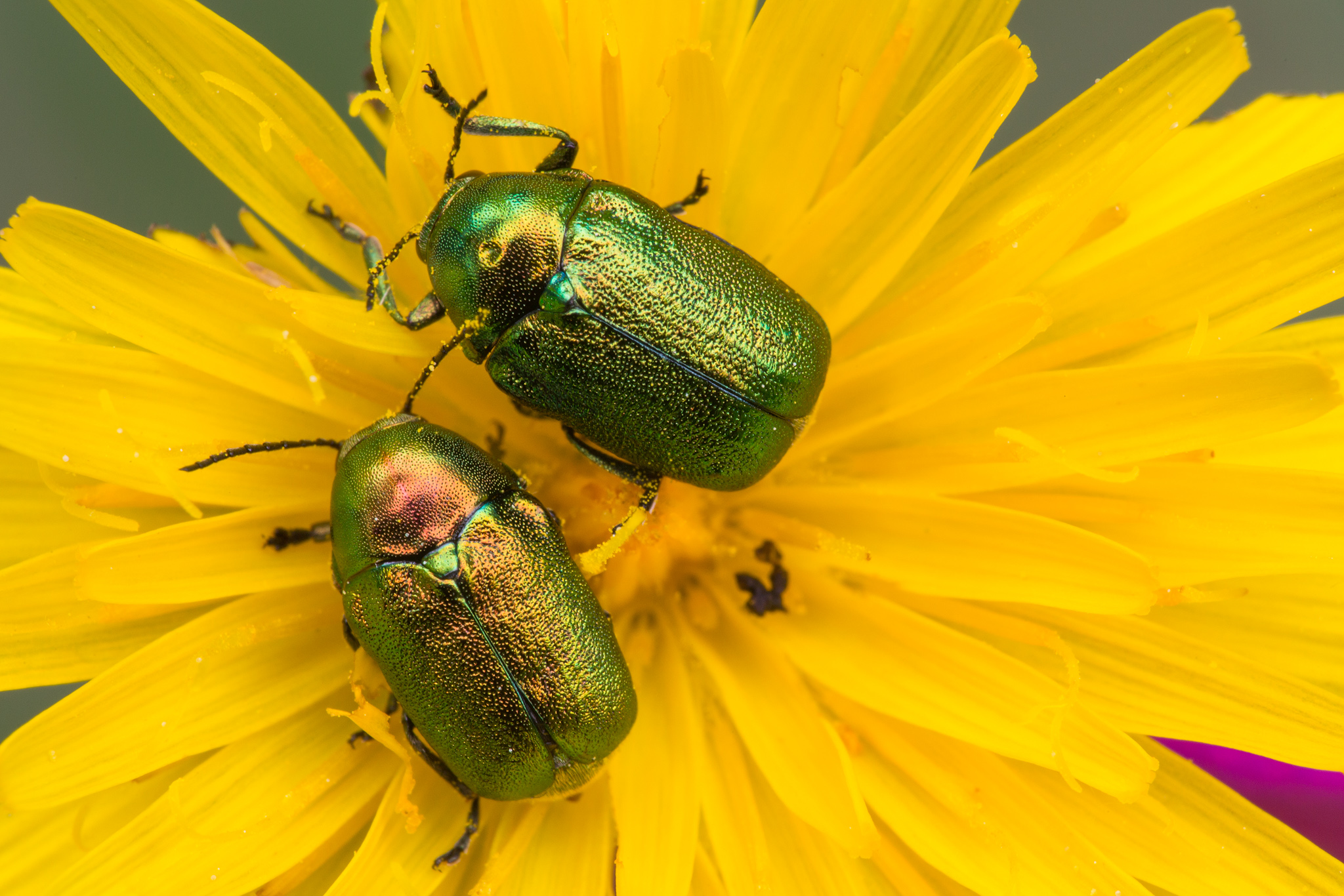 Seidiger Fallkäfer Cryptocephalus sericeus_Q22A1633BF.jpg