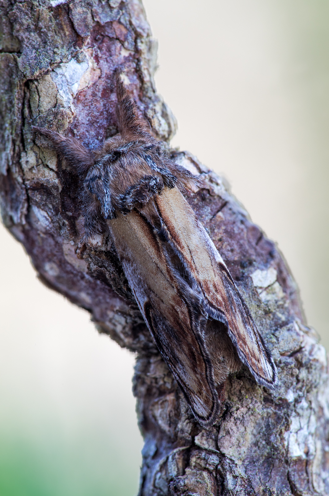 Zickzackspinner Notodontia ziczac_CI4A08298_HFBF.jpg