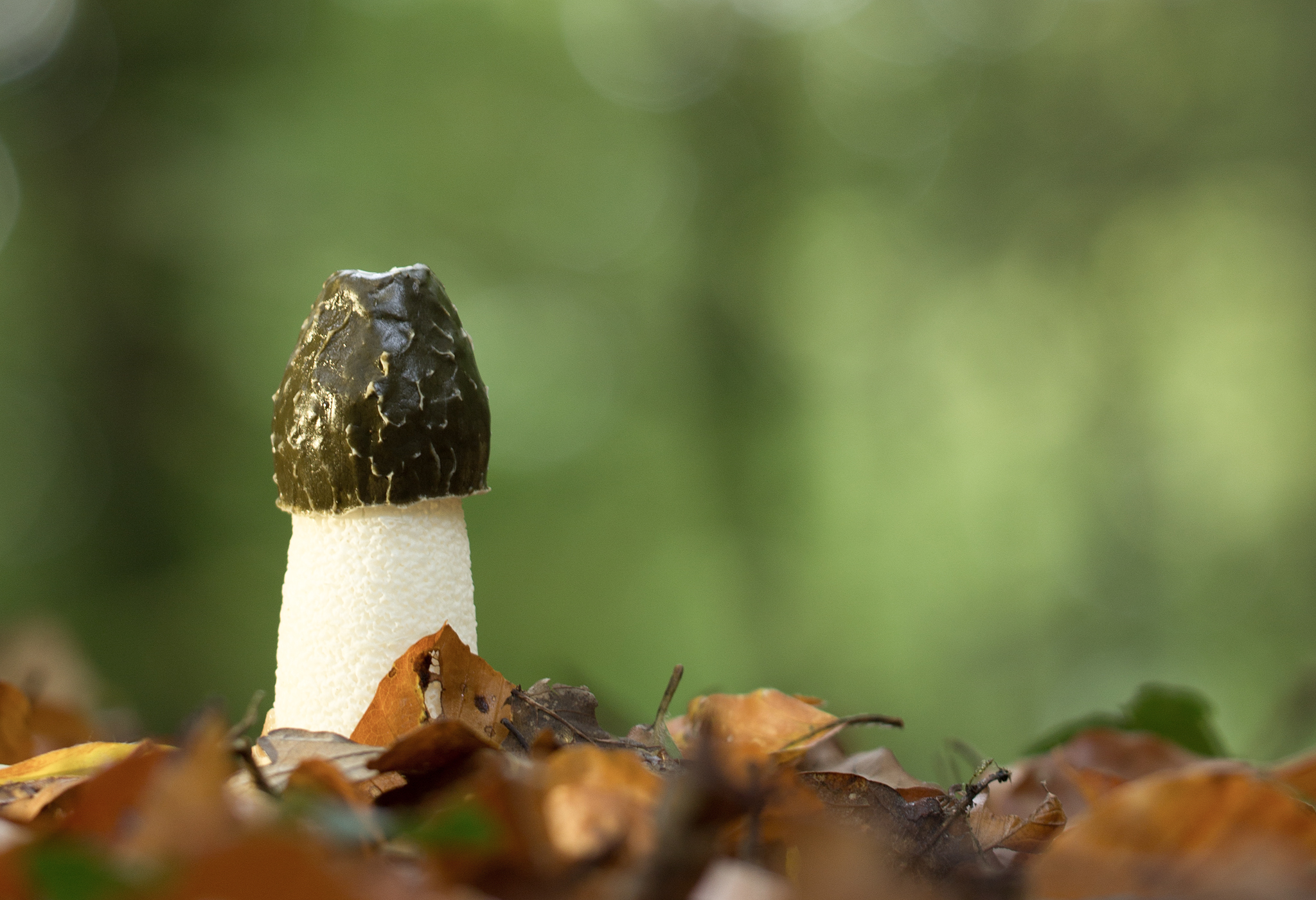 Stinkmorchel Phallus impudicus_0830BF.jpg