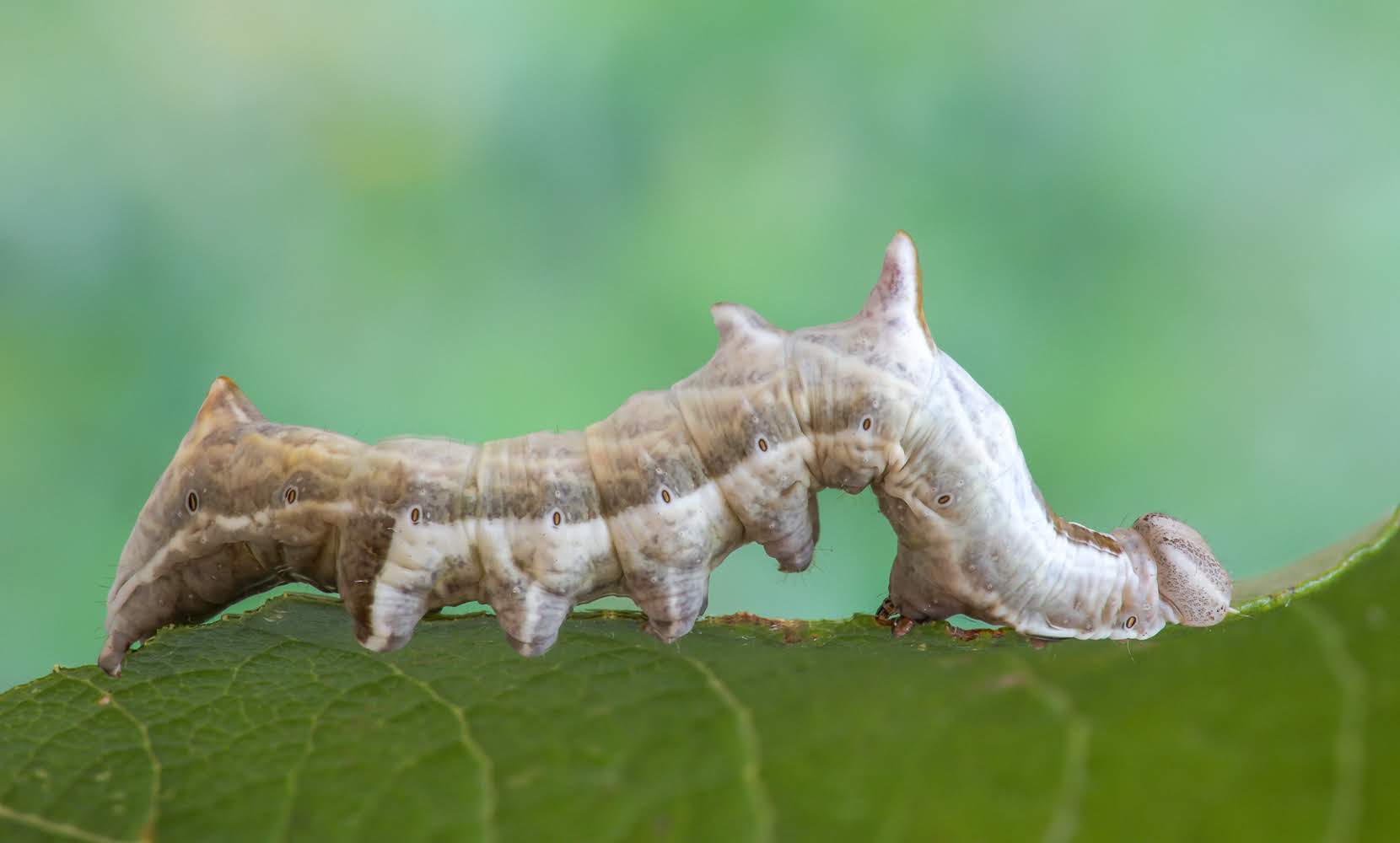 Zickzackspinner Notodontia ziczac_CI4A35513_HFBF.jpg