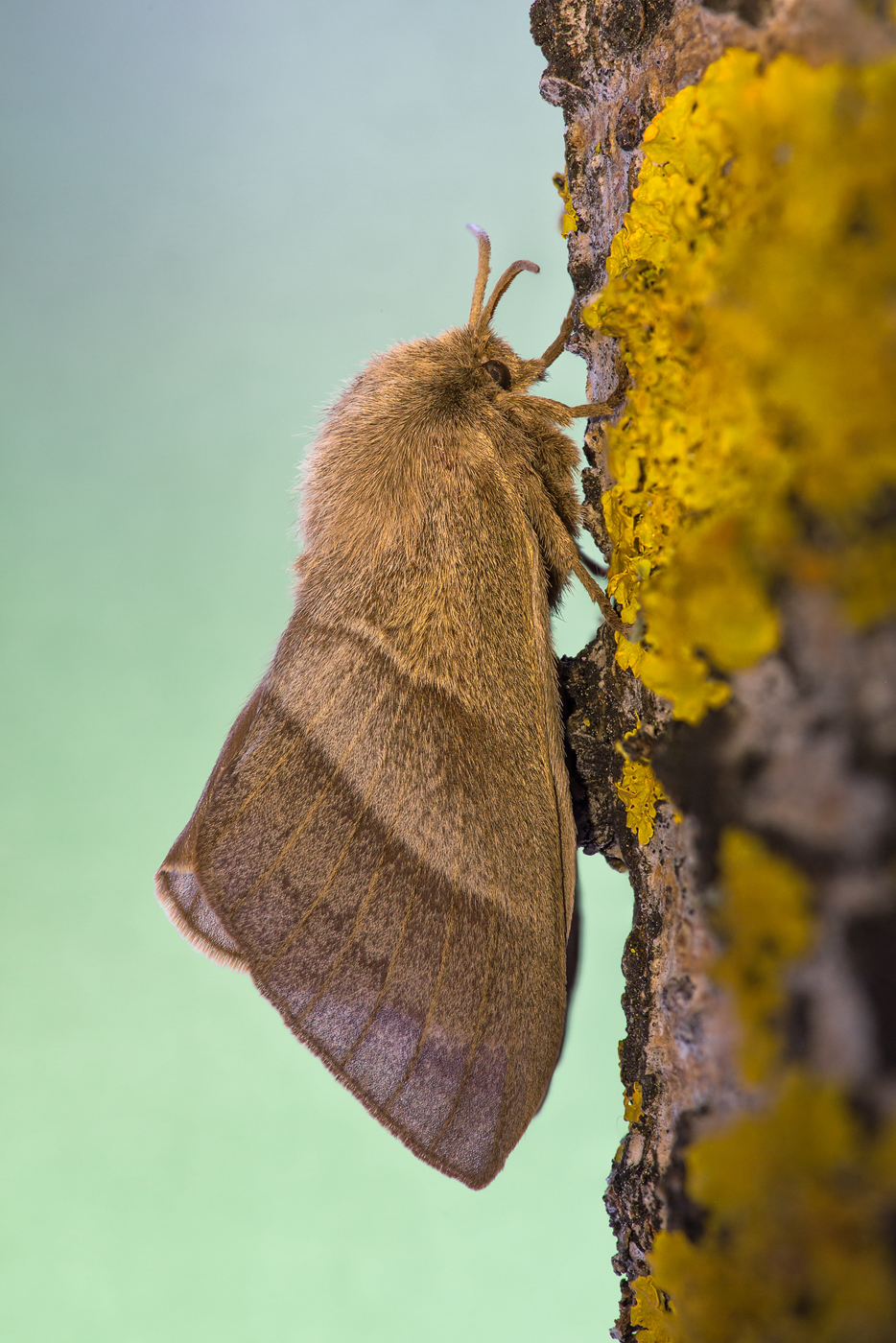 Brombeerspinner Macrothylacia rubi_Q22A592116_HFBFQ22A593615_HFBF.jpg