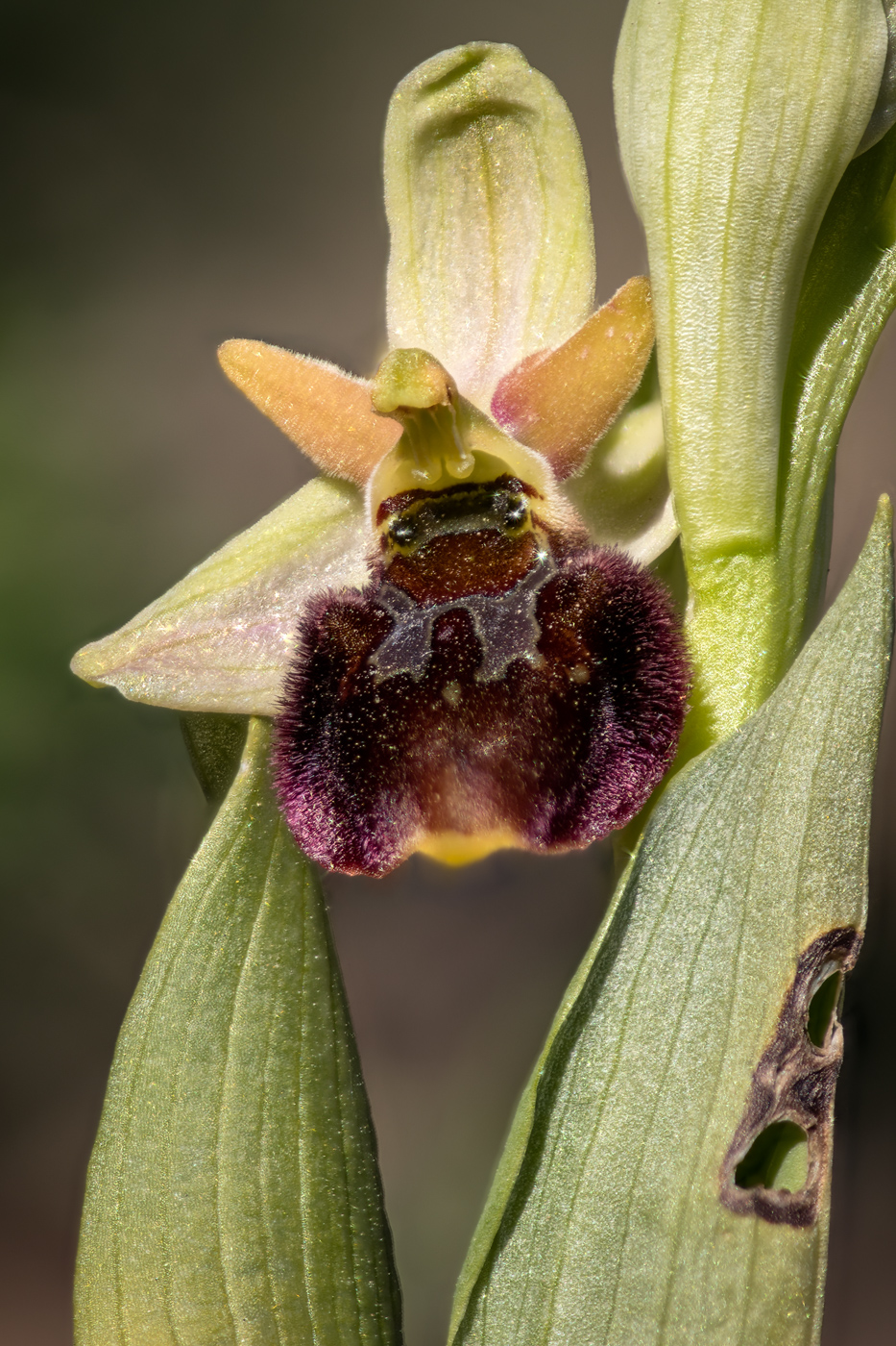 HummelRagwurz Ophrys holoserica_CI4A000148_HFBF.jpg