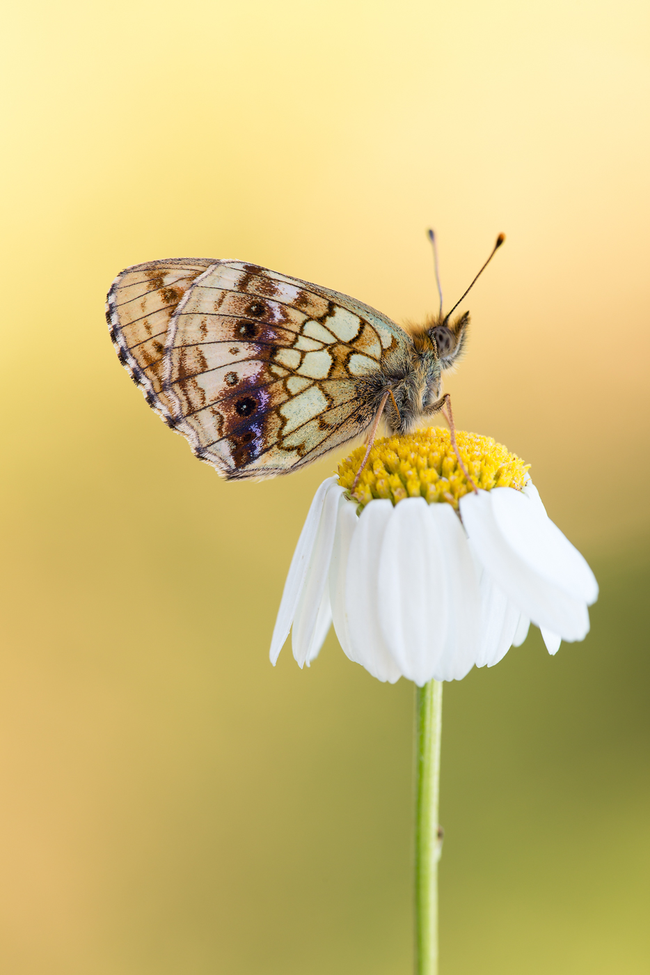 MädesüßPerlmuttfalter Brenthis ino_Q22A7490BF.jpg