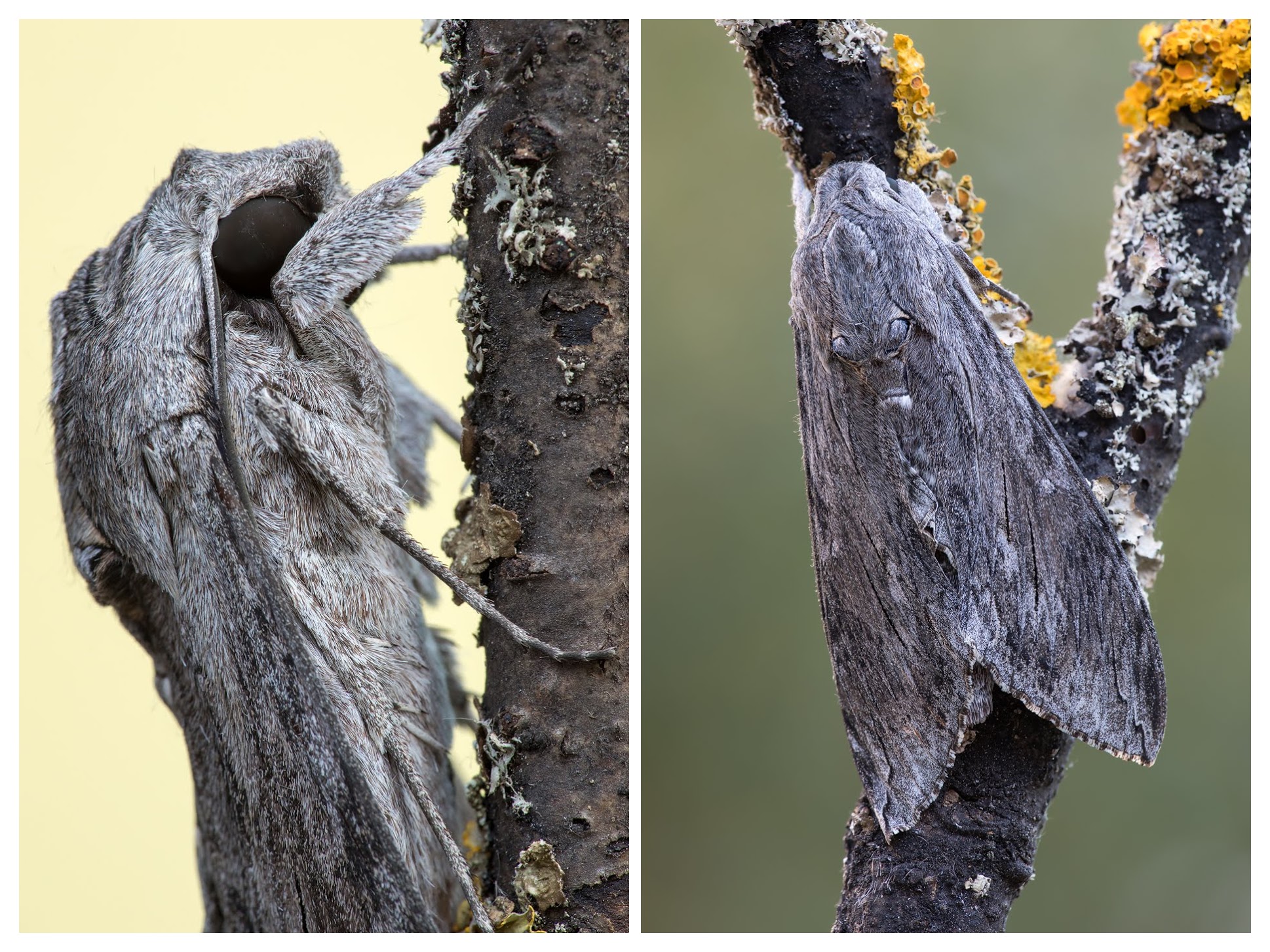 Windenschwärmer Agrius convolvuli_CI4A47485_HFBFCOLLAGE 1.jpg