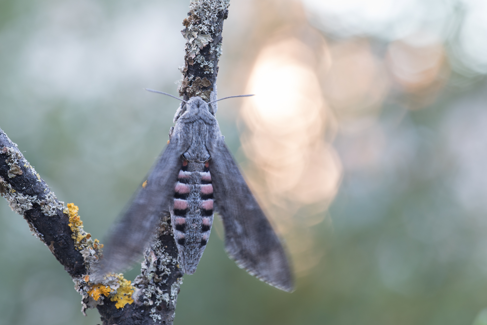 Windenschwärmer Agrius convolvuli_CI4A4783BF.jpg