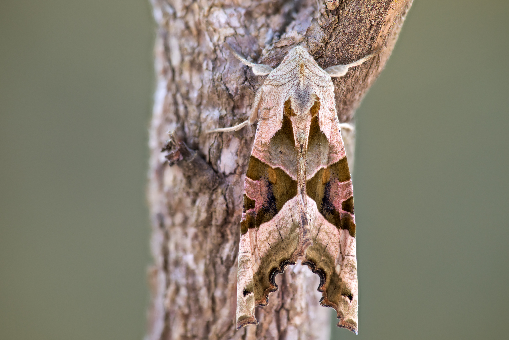 Achateule Phlogophora meticulosa_CI4A737711_HFBFBF.jpg