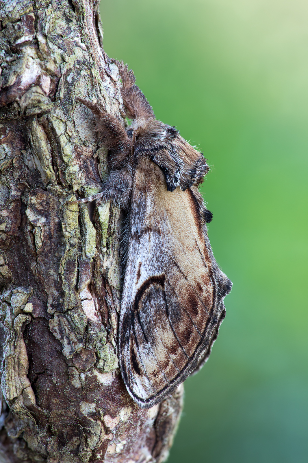 Zickzackspinner Notodontia ziczac_CI4A08307_HFBF.jpg