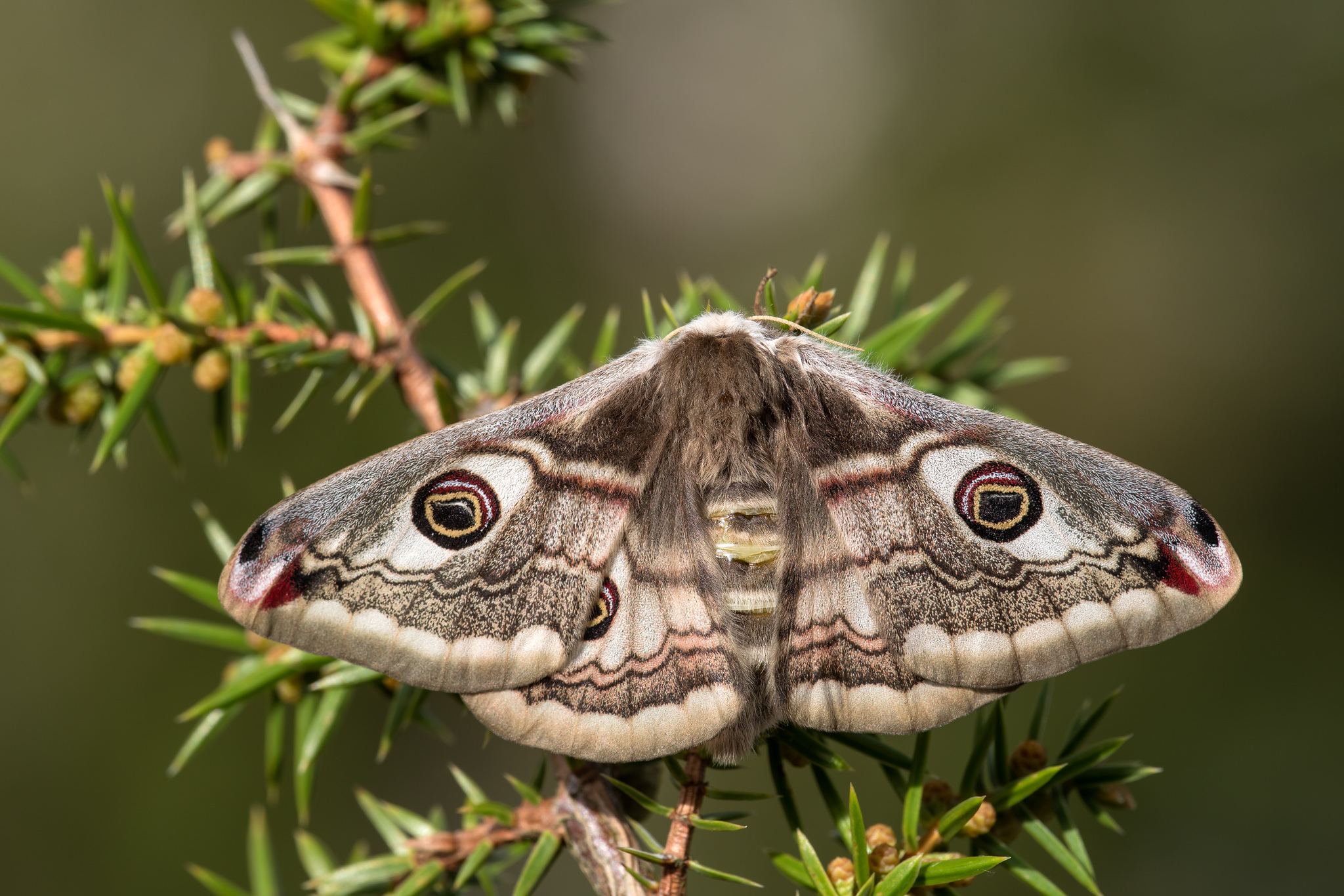 Kleines Nachtpfauenauge Saturnia pavonia_CI4A3379BF.jpg