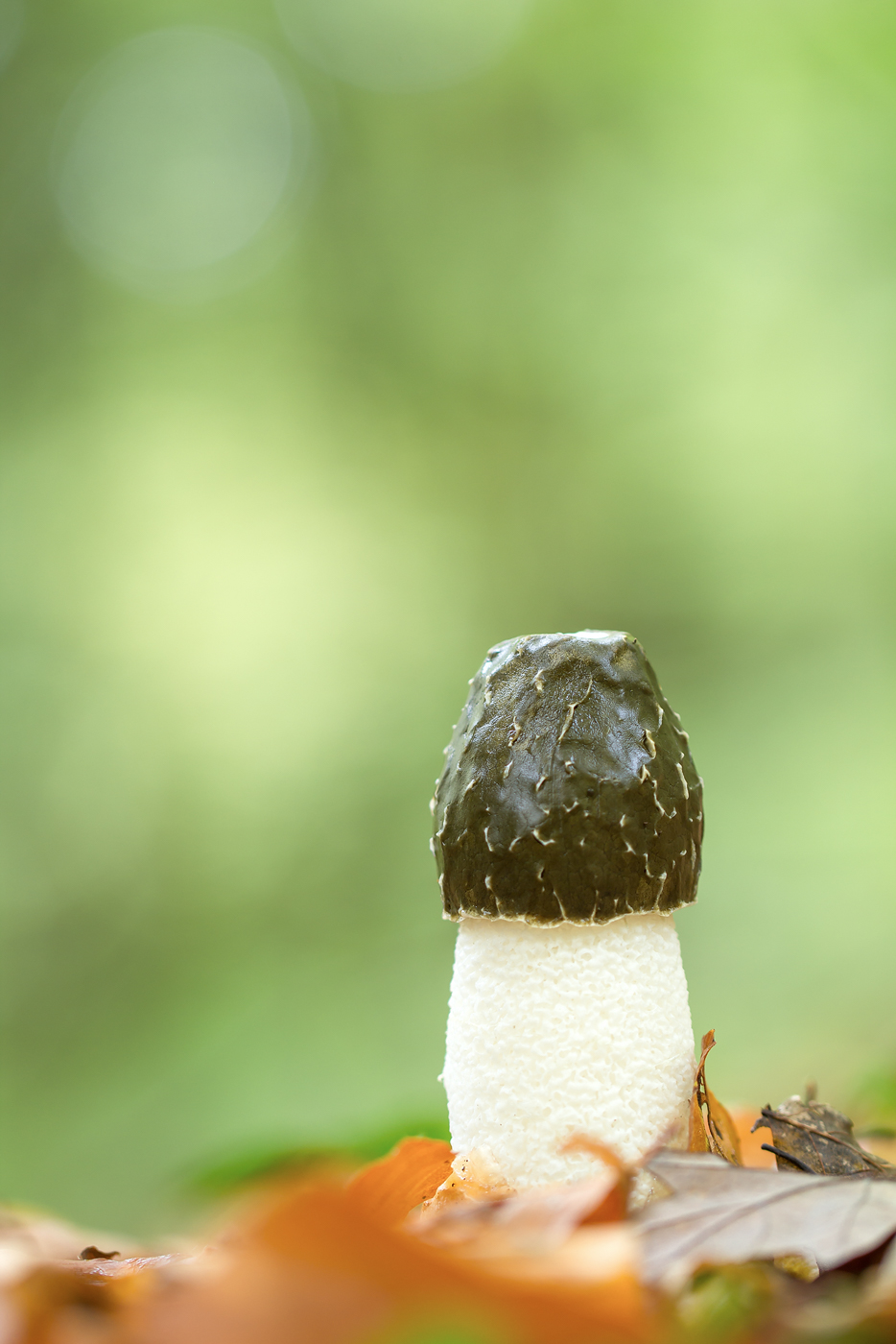 Stinkmorchel Phallus impudicus_0825BF.jpg