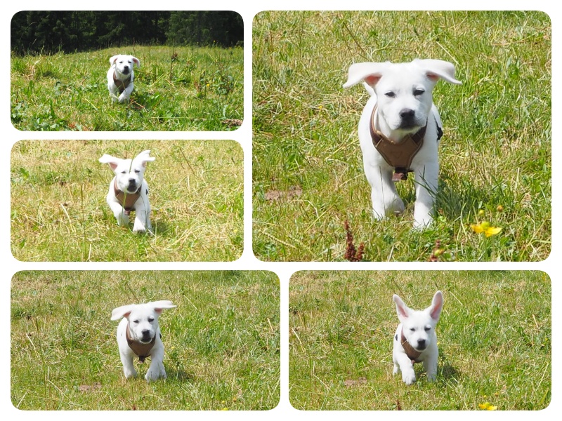 milu in flight1.jpg