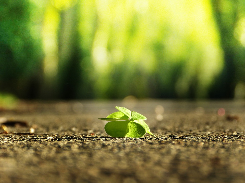 fourleafclover3336774_960_720.jpg