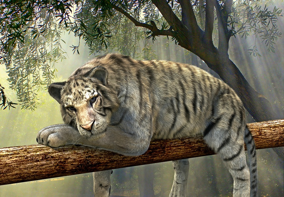 tiger1098607_960_720.jpg