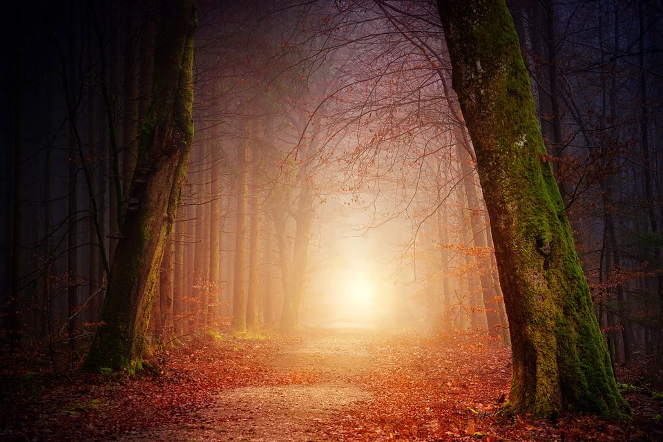 nature3151869_960_720.webp