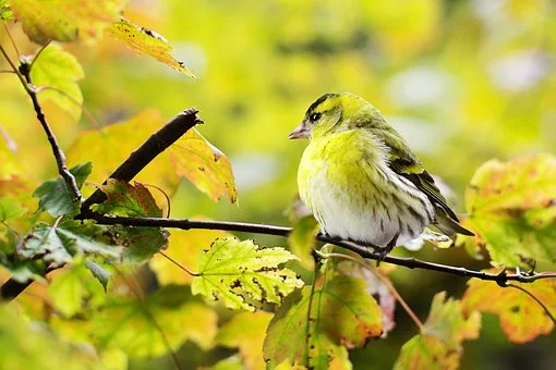 bird2823767__340.webp