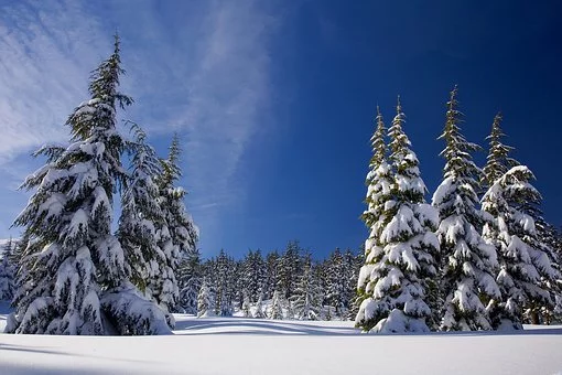 snow1902052__340.webp