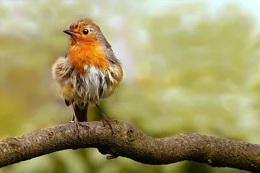 animal4638598__340.webp