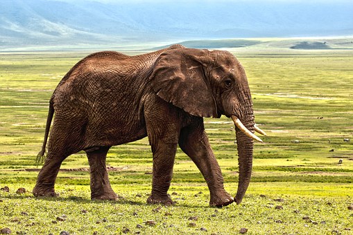 elephant1421167__340.jpg