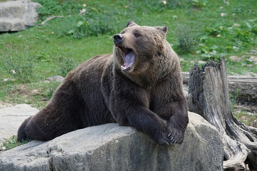 brownbear912444__340.jpg