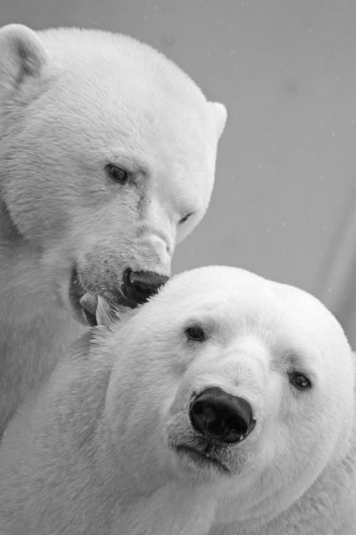 polarbearbearteddysleep65320.jpg