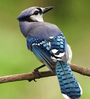 bird386725__340.webp