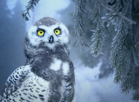 owl3184032__340.webp
