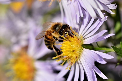 bee4579096__340.jpg