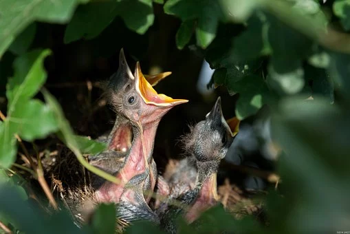 nest384896__340.webp