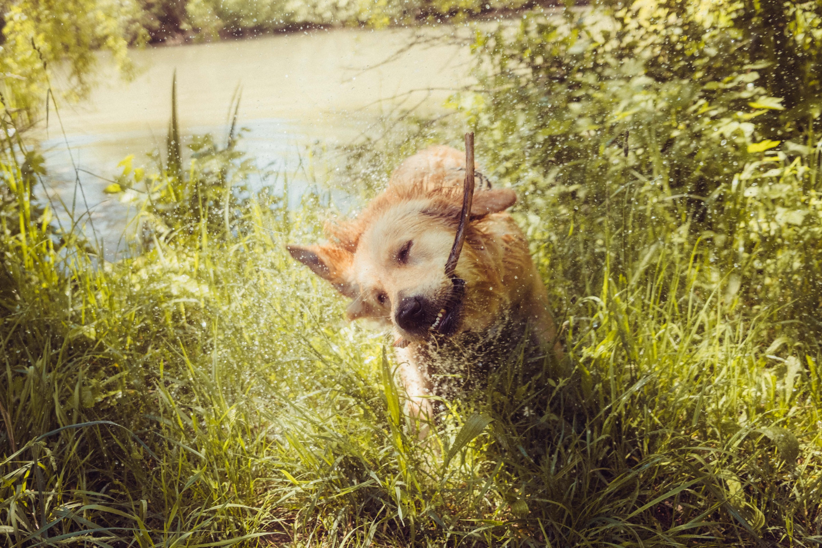 2020_05_17_Bruno27.jpg