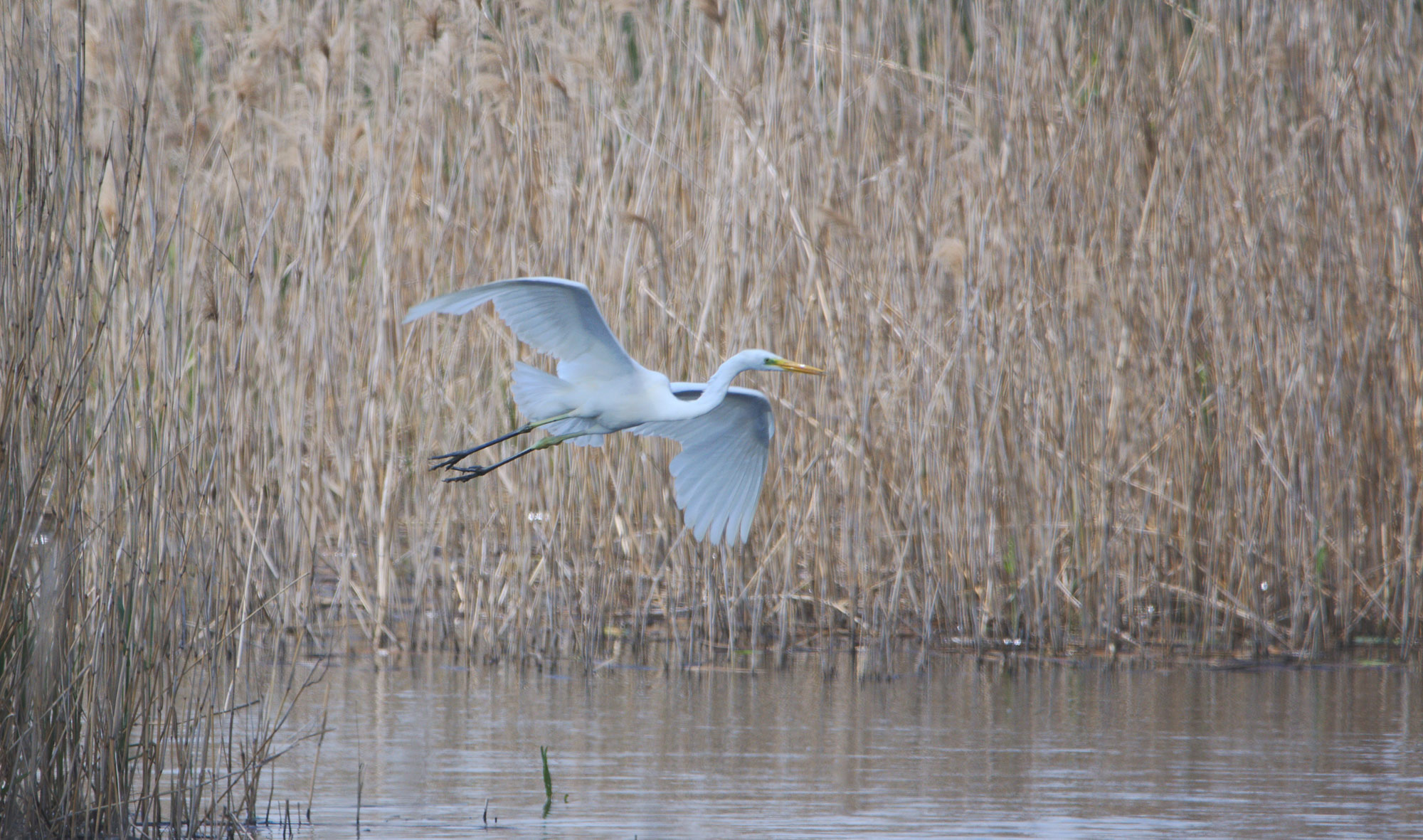 DSC_0053.jpg